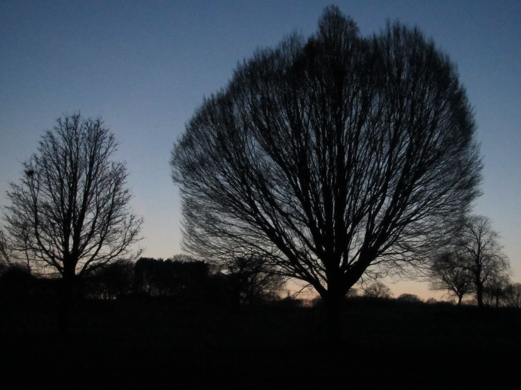 Spring Tree Silhouette Pics (March 18th, 2012) 001