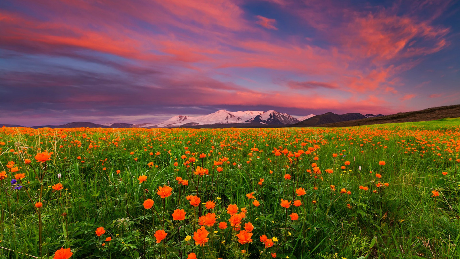 Wallpaper, nature, landscape, clouds, sky, field, orange flowers, plants, sunset, mountains, snowy mountain, Russia, far view 1920x1080
