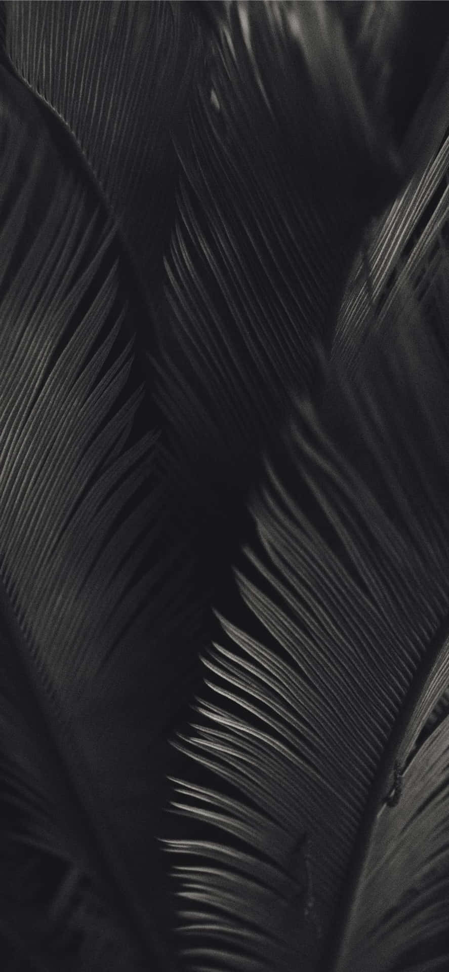 Download Black And White Palm Tree Leaves Dark Aesthetic Wallpaper