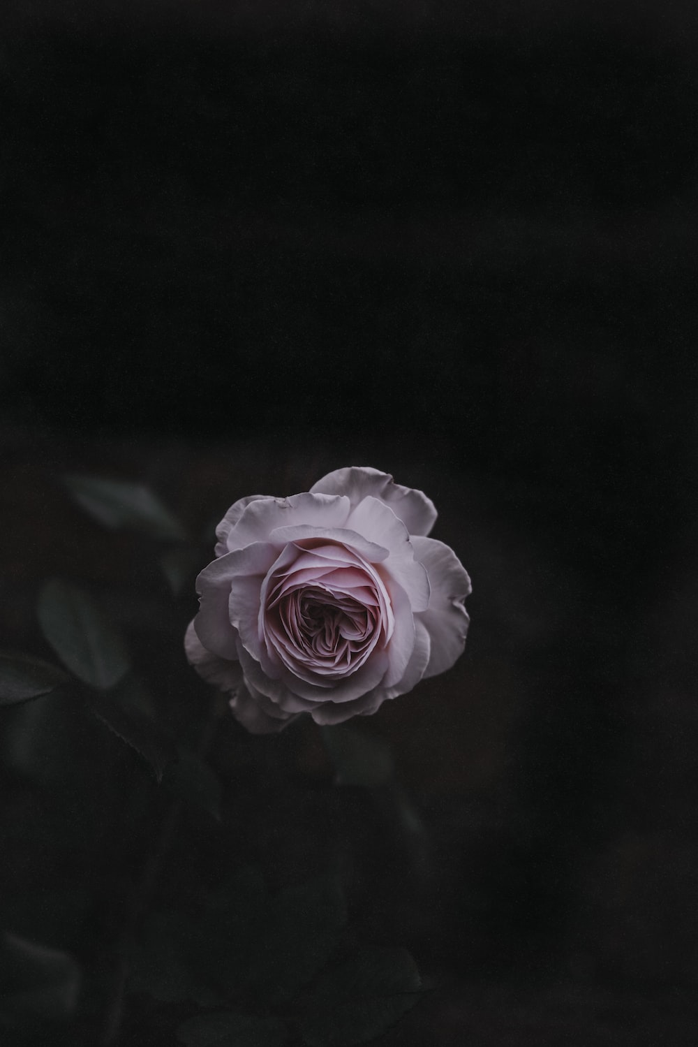 Best Dark Tone Picture [HD]. Download Free Image