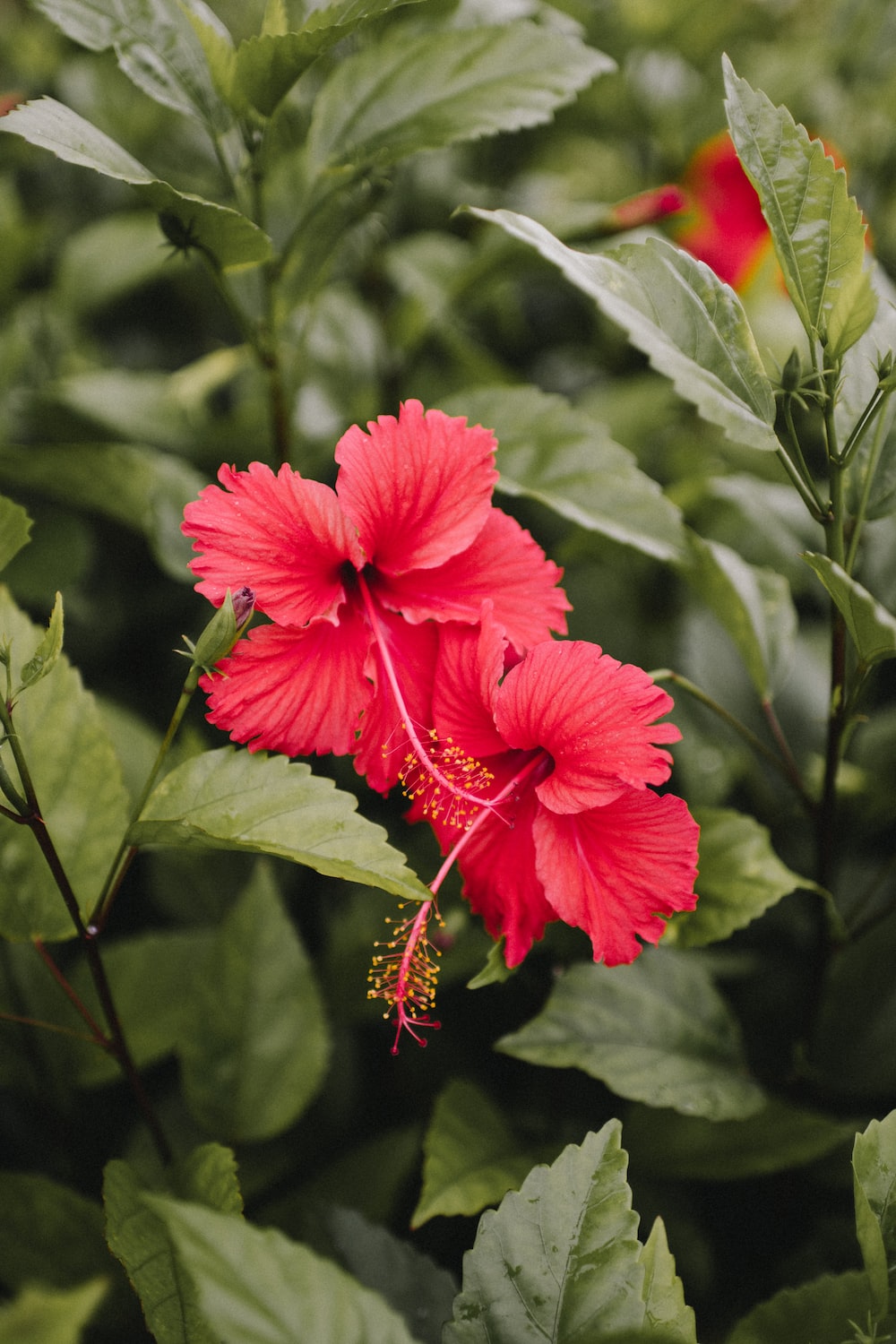 Hibiscus Picture [HD]. Download Free Image
