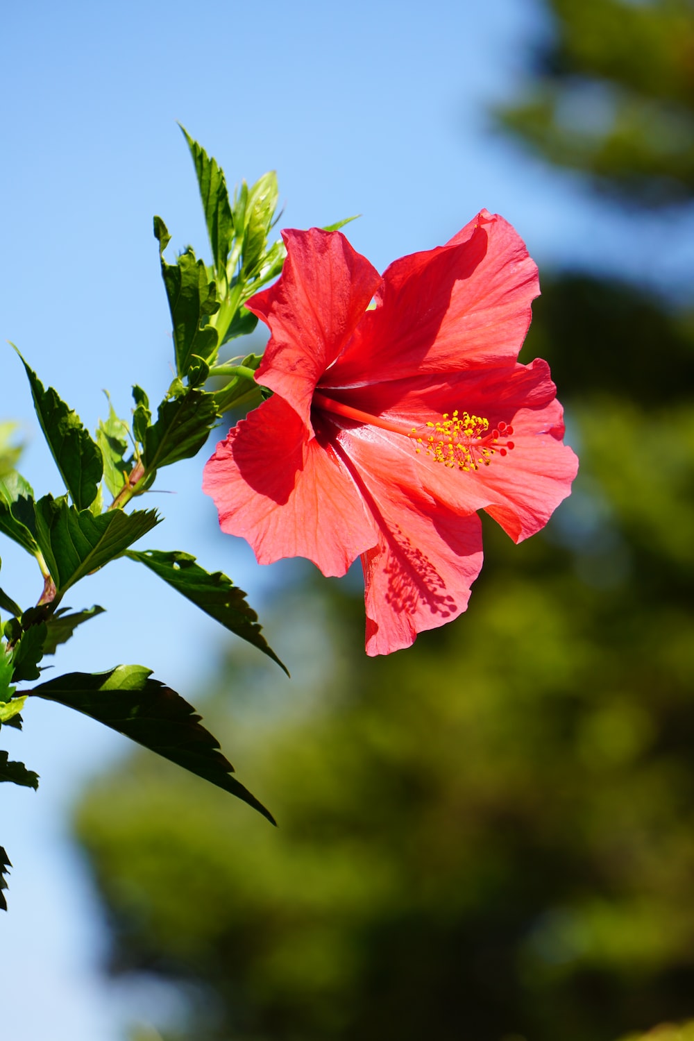 Red Hibiscus Wallpapers - Wallpaper Cave