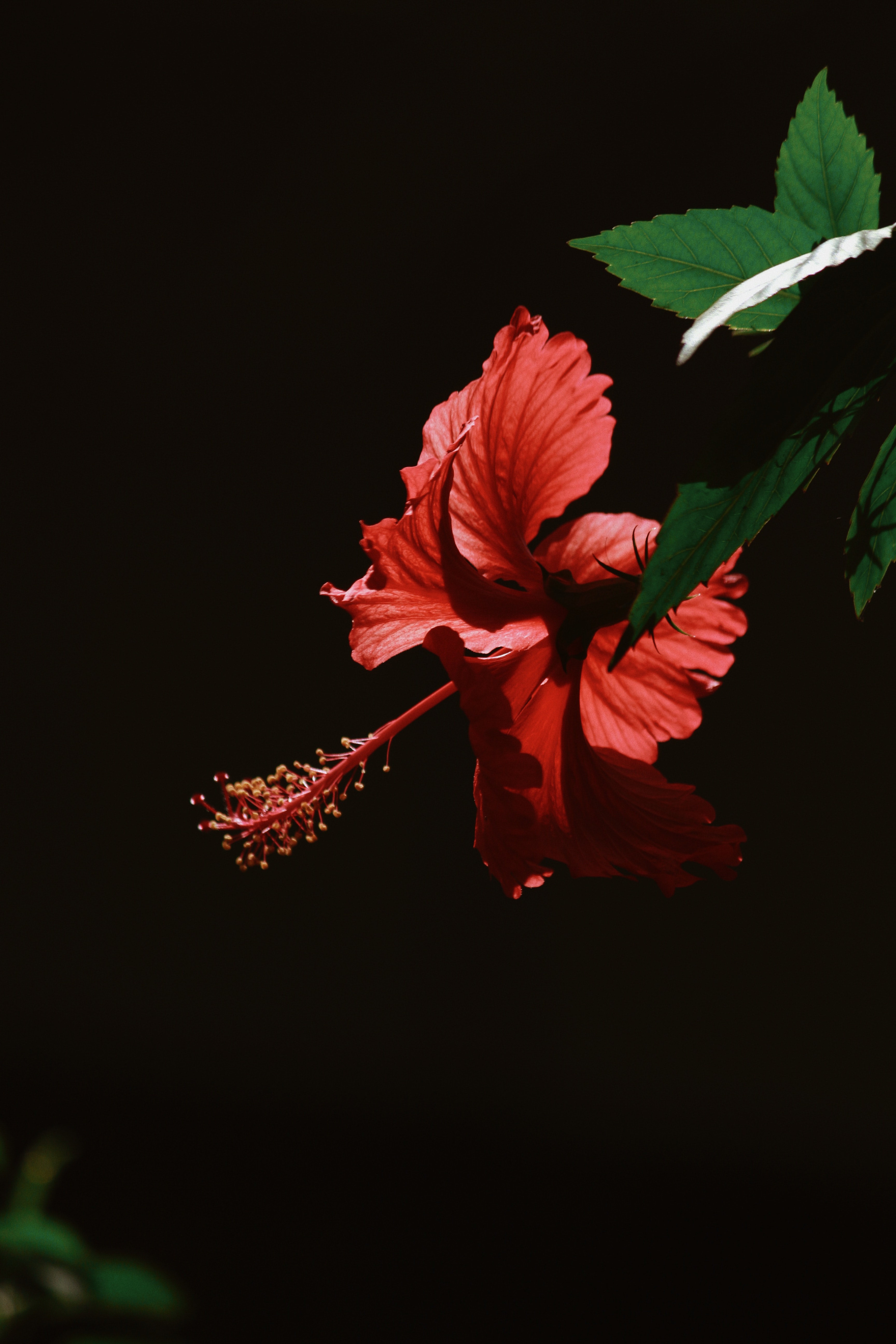 Red Hibiscus Wallpapers - Wallpaper Cave
