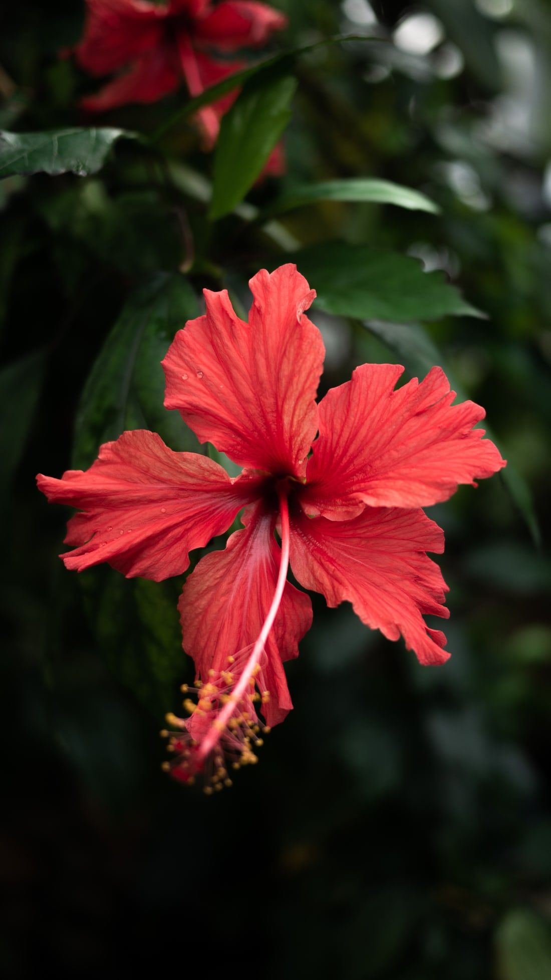 Red Hibiscus Wallpapers - Wallpaper Cave
