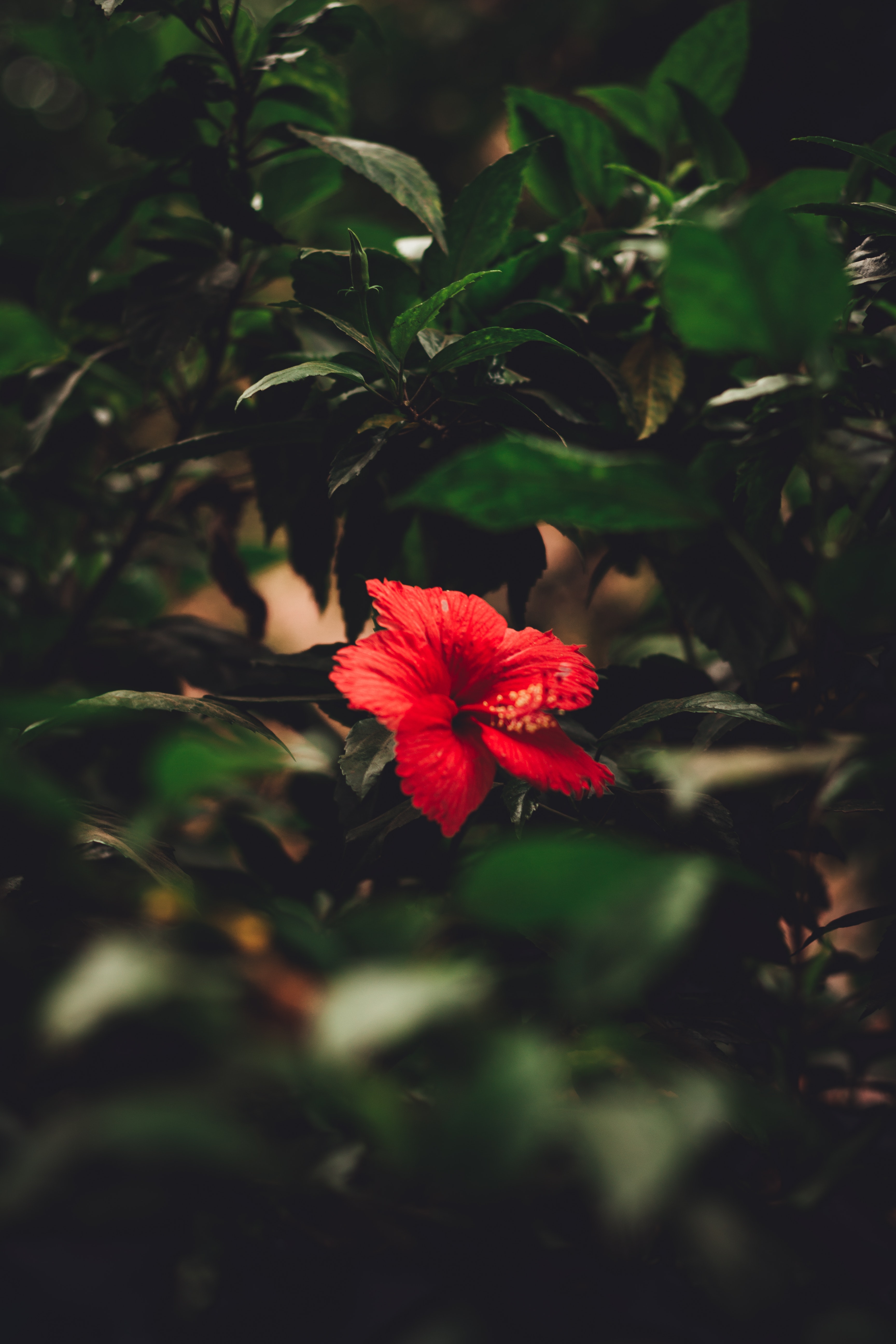 Red Hibiscus Wallpapers - Wallpaper Cave