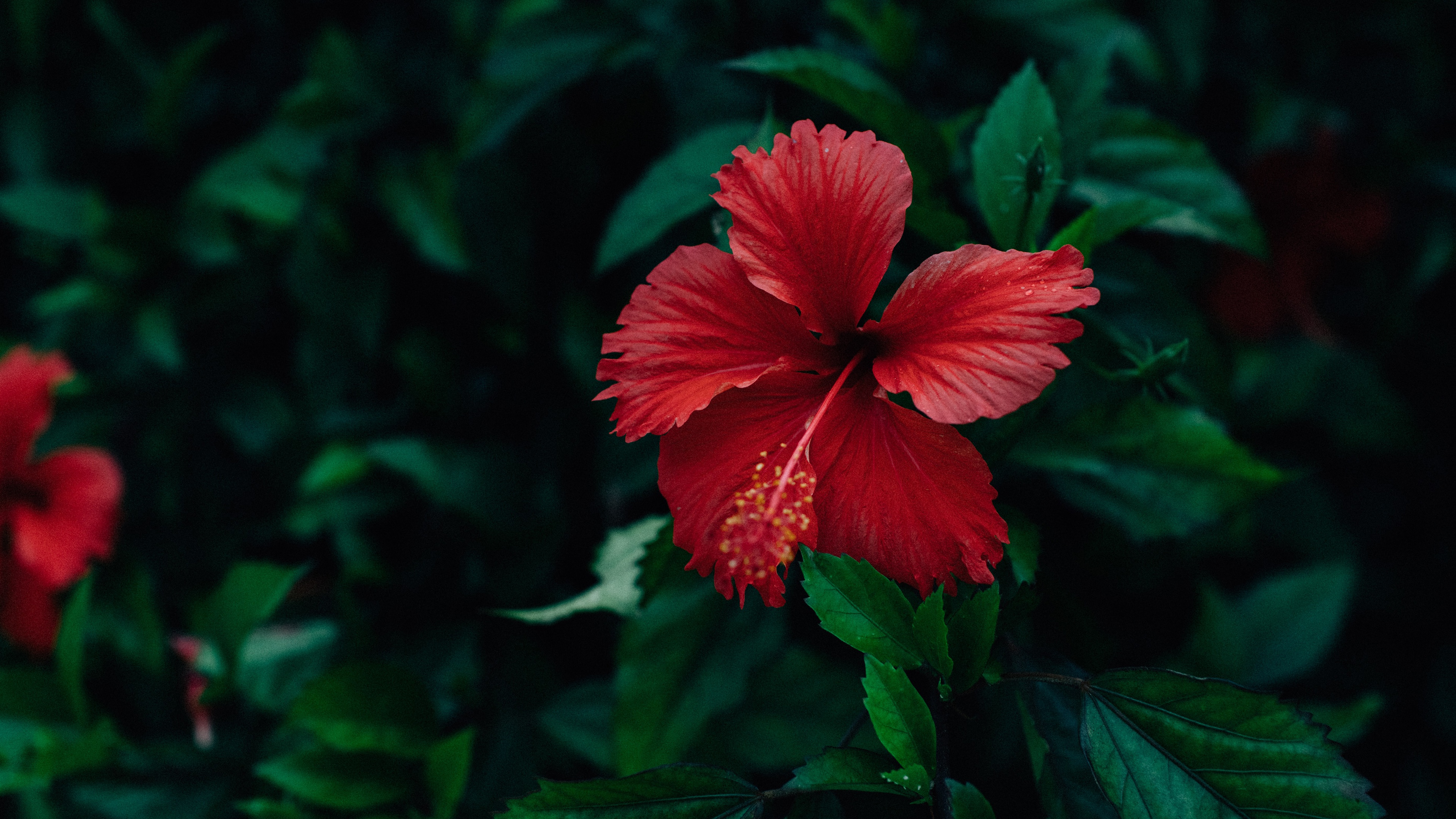 Hibiscus 4K, Red Flower Gallery HD Wallpaper
