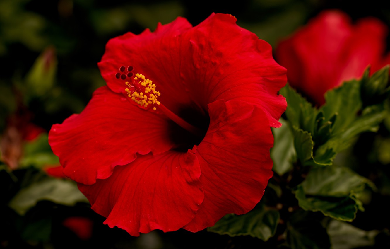 Wallpaper macro, red, hibiscus image for desktop, section цветы