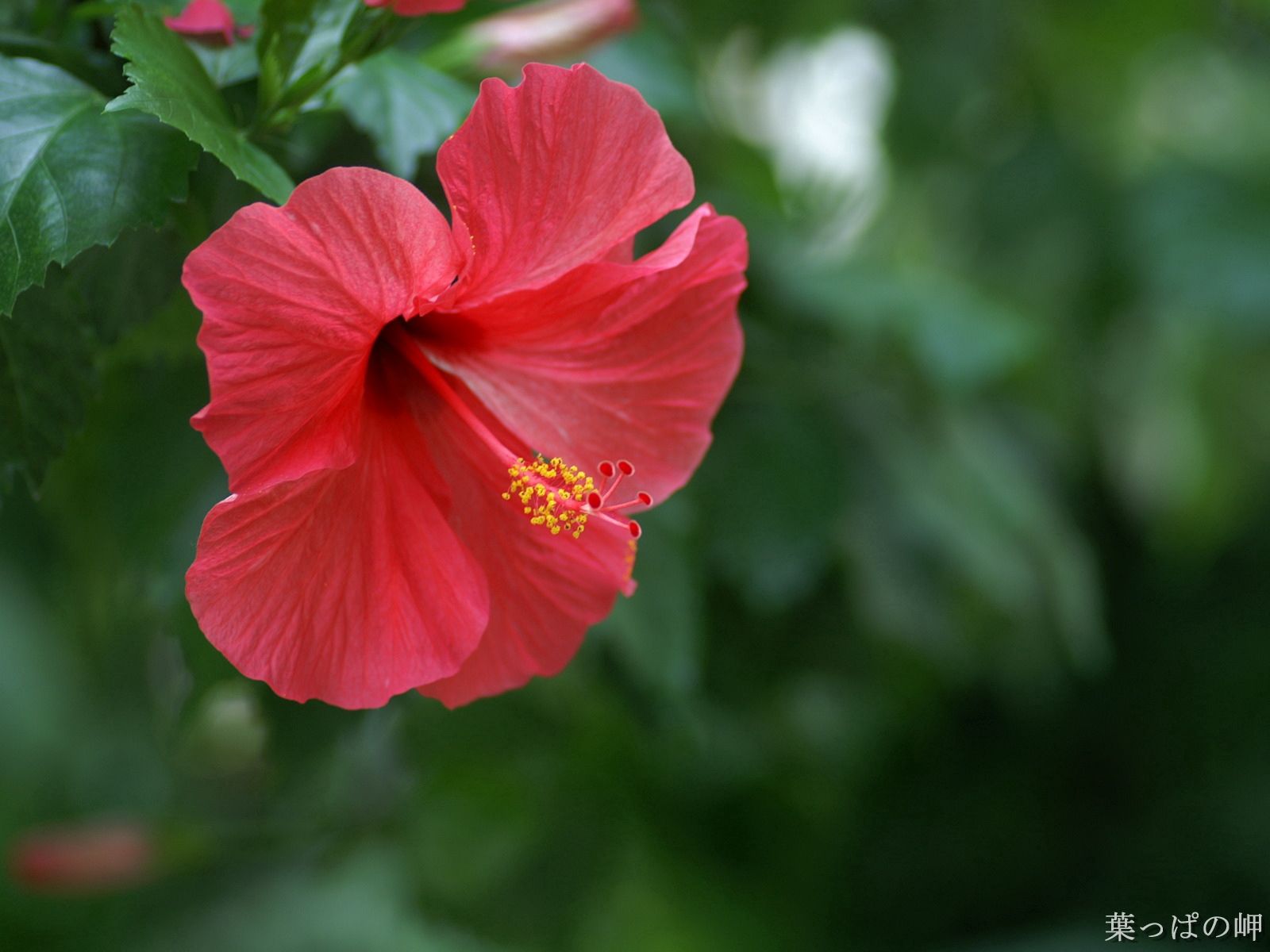 Download wallpaper 1600x1200 hibiscus, chinese rose, red HD background