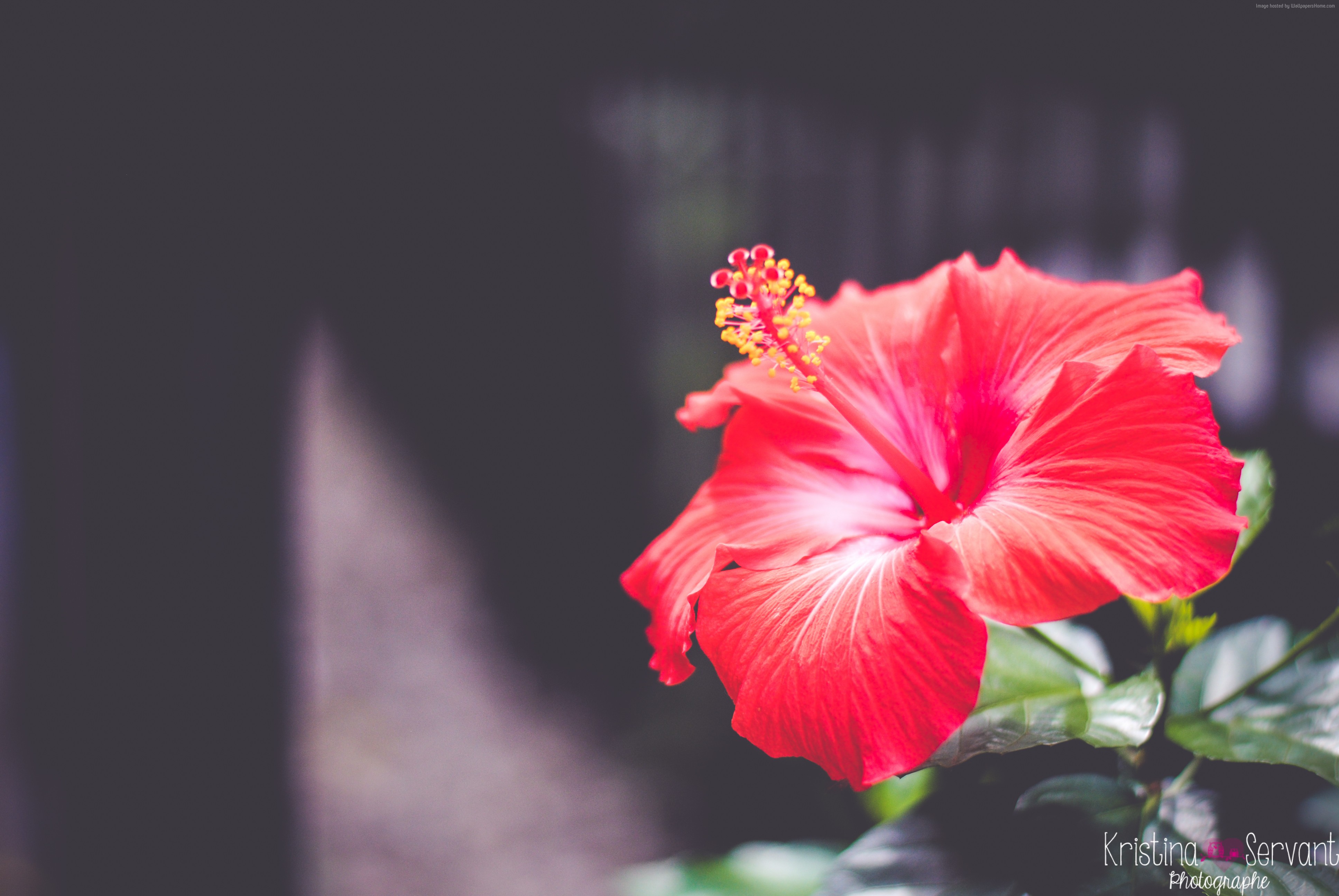 Red Hibiscus Wallpapers - Wallpaper Cave
