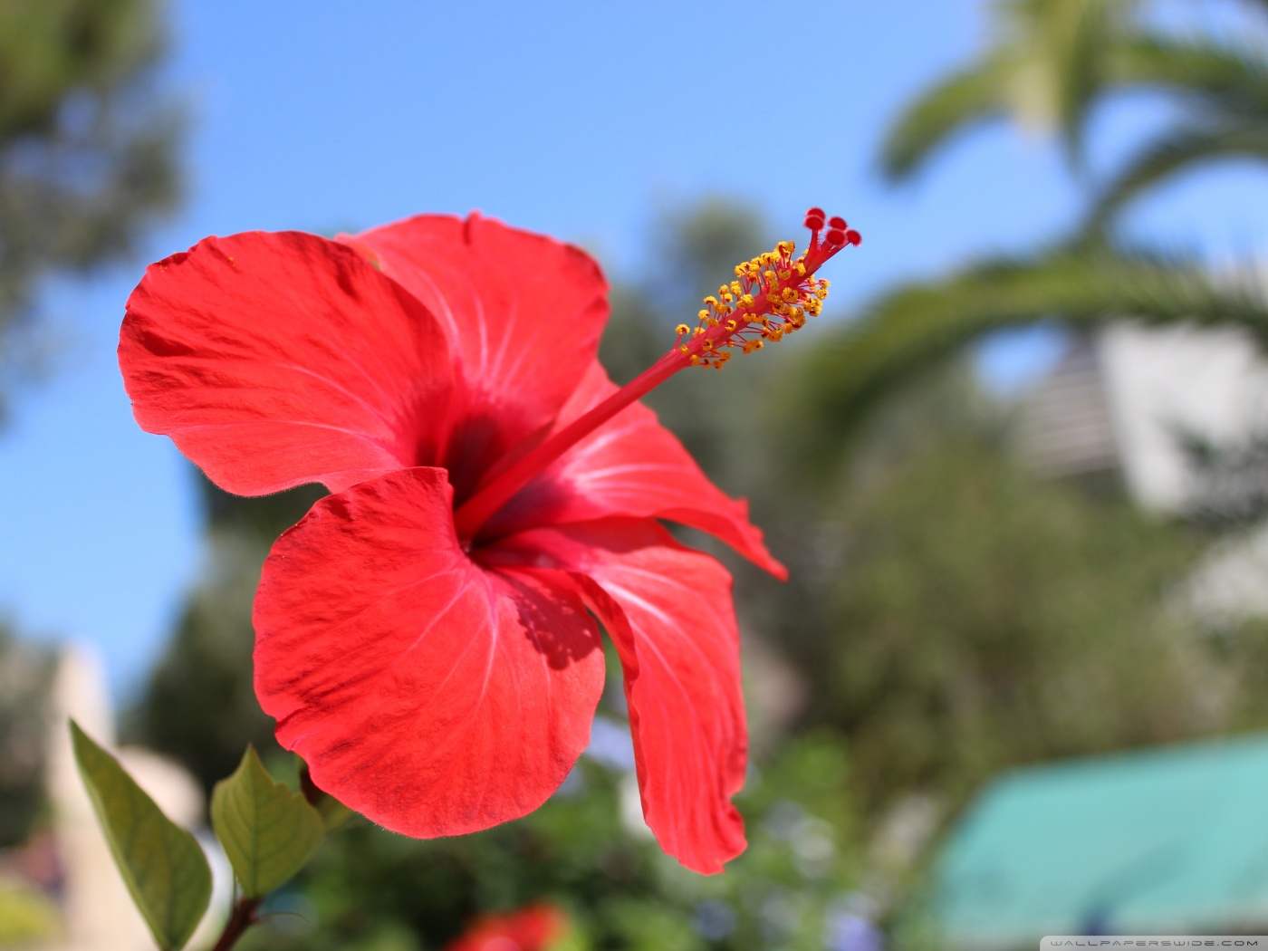 Red Hibiscus Wallpapers - Wallpaper Cave