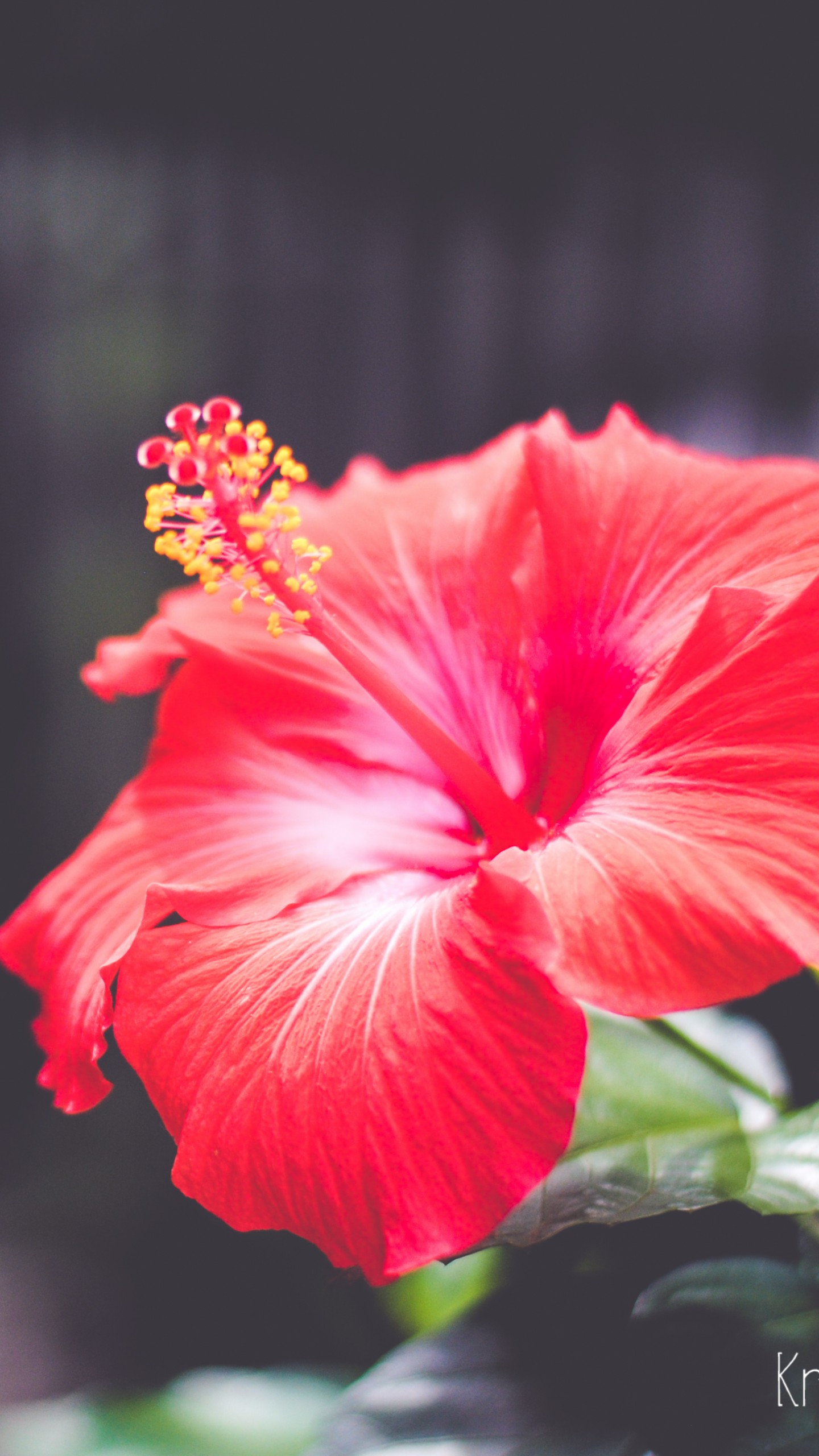 Wallpaper Flowers, 5k, 4k wallpaper, Hibiscus, red, Nature