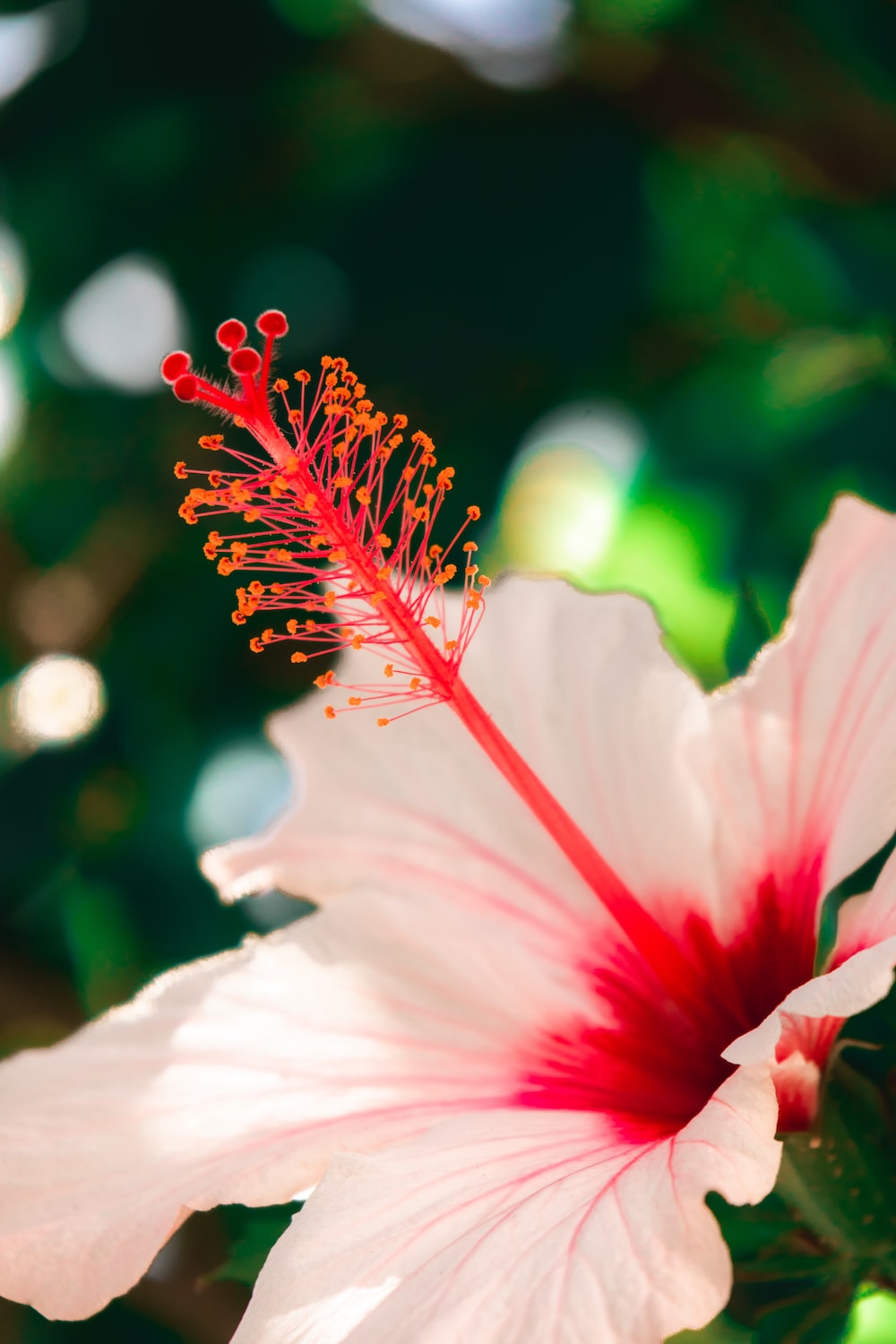 Hibiscus Flower Picture. Download Free Image