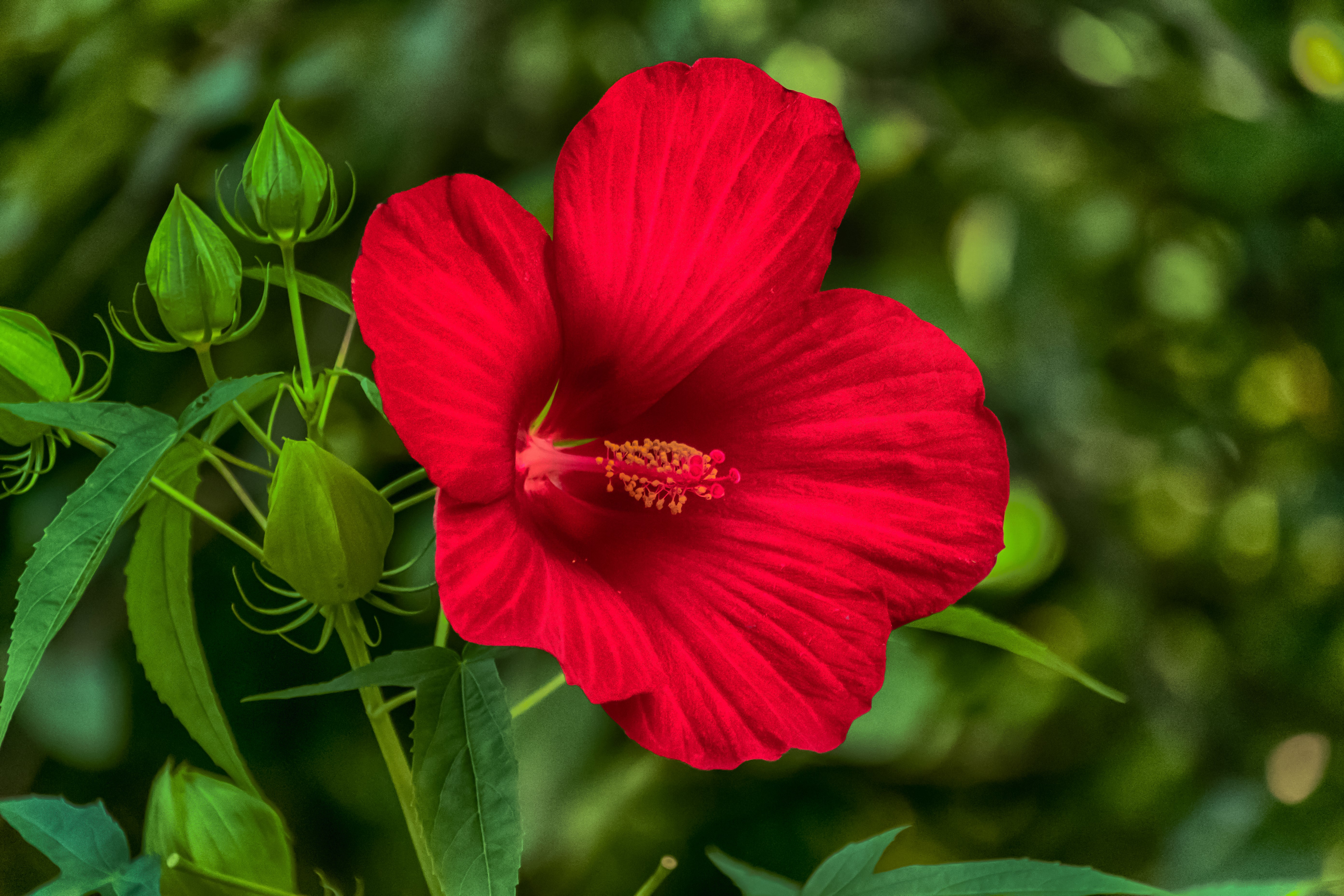 Red Hibiscus