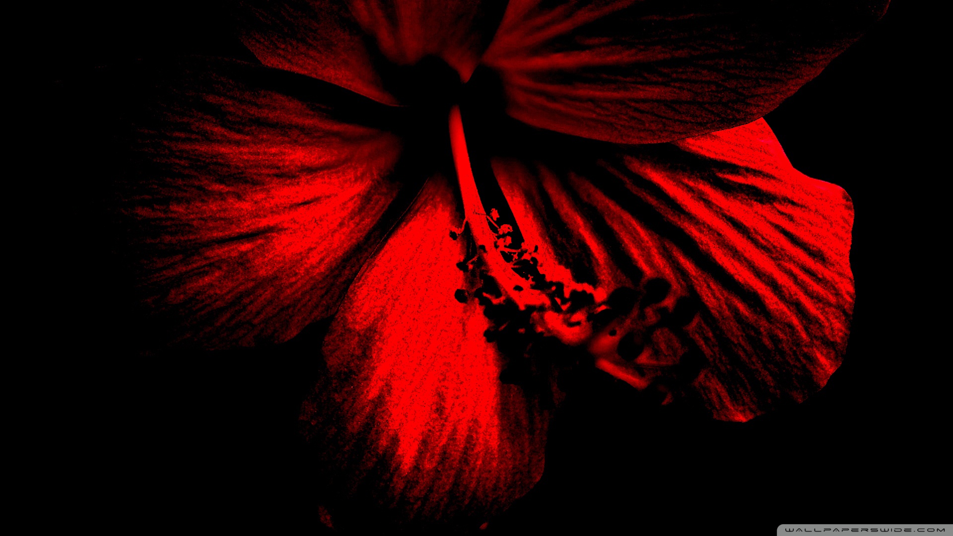 Dark Red Hibiscus Ultra HD Desktop Background Wallpaper for 4K UHD TV, Widescreen & UltraWide Desktop & Laptop, Tablet