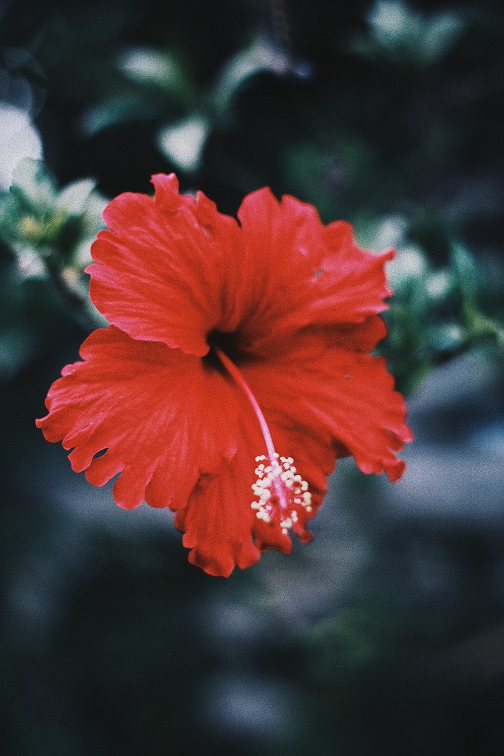 red hibiscus in bloom during daytime photo
