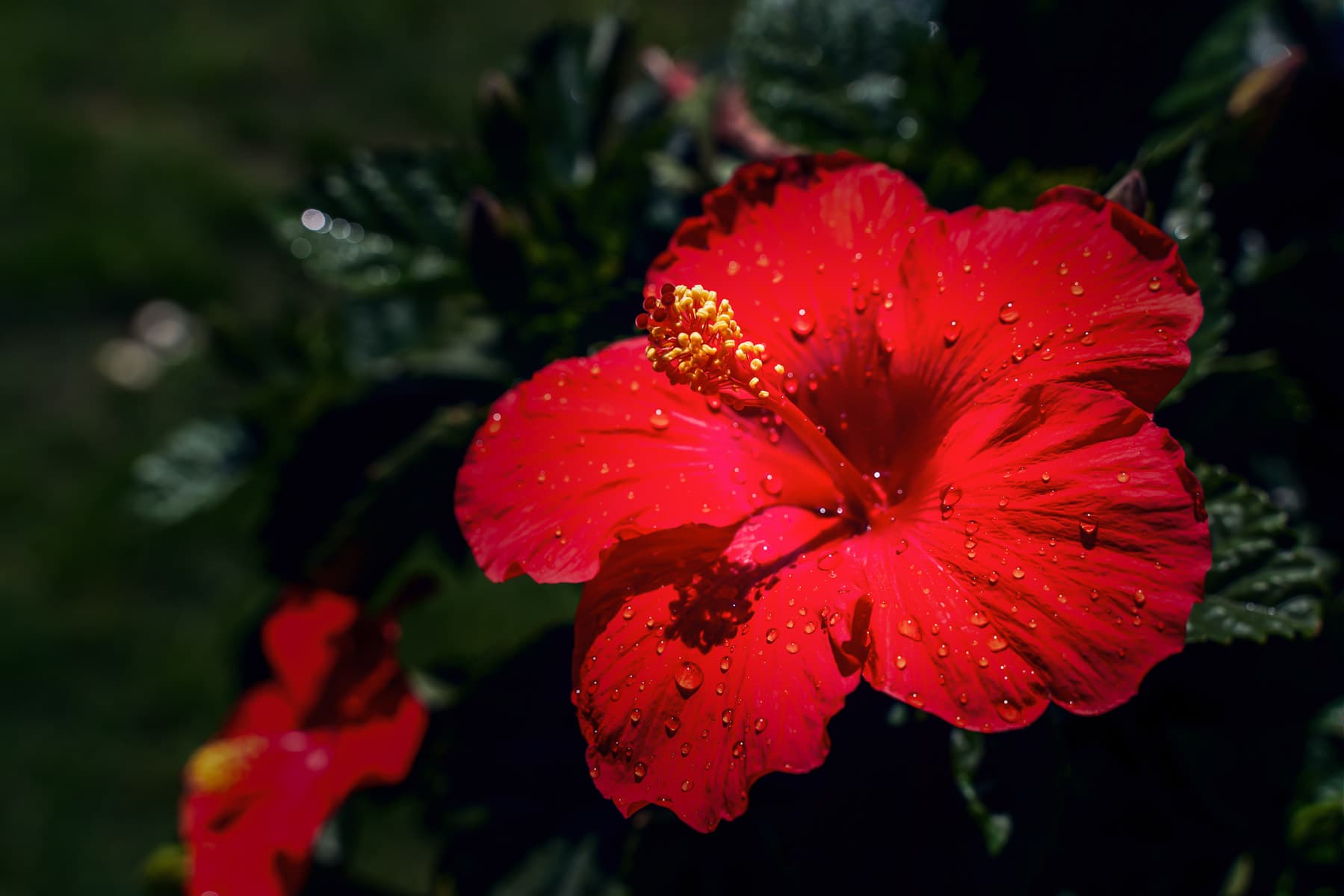 Red Hibiscus Wallpapers - Wallpaper Cave