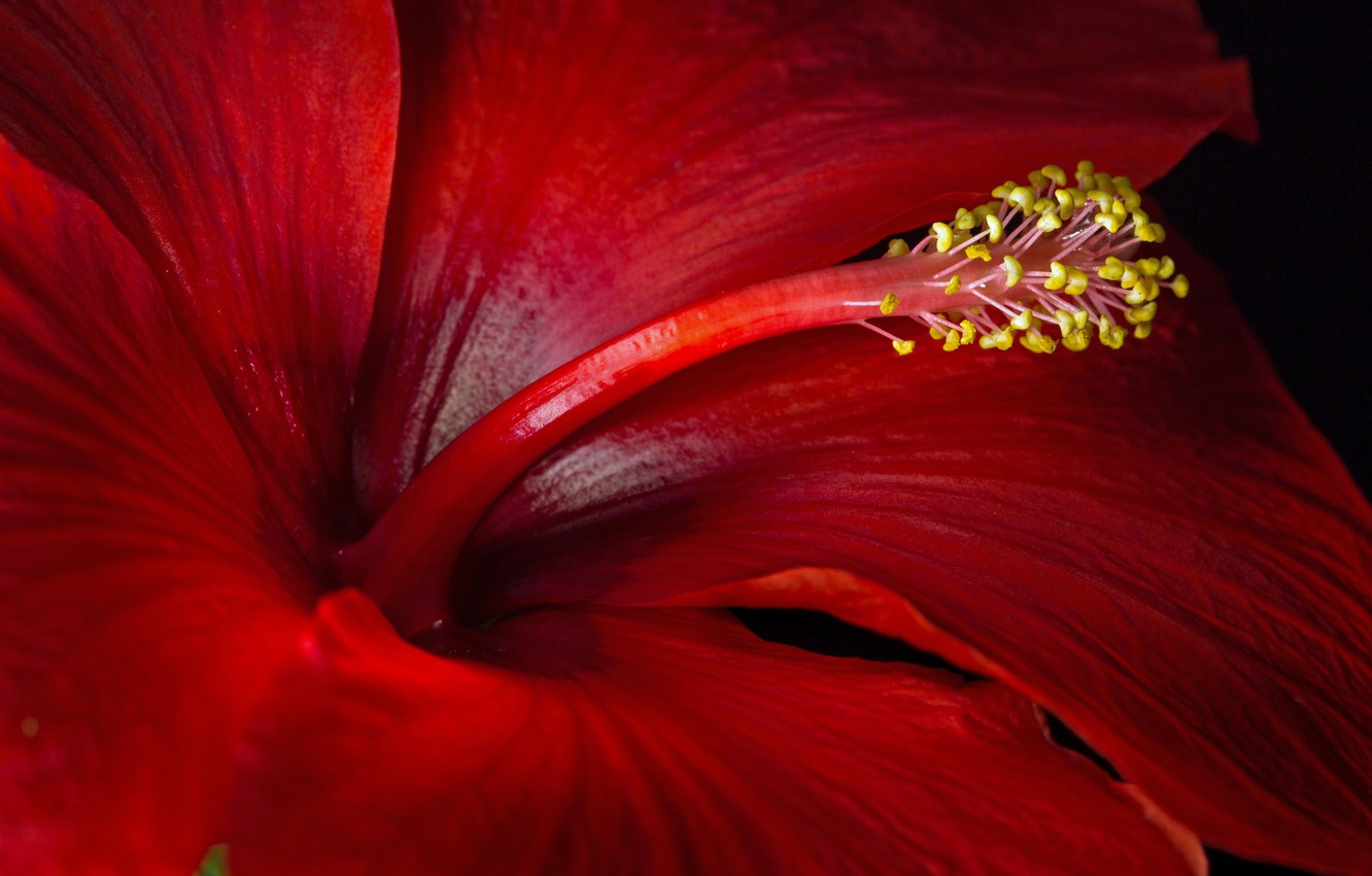 Red Hibiscus Wallpapers - Wallpaper Cave