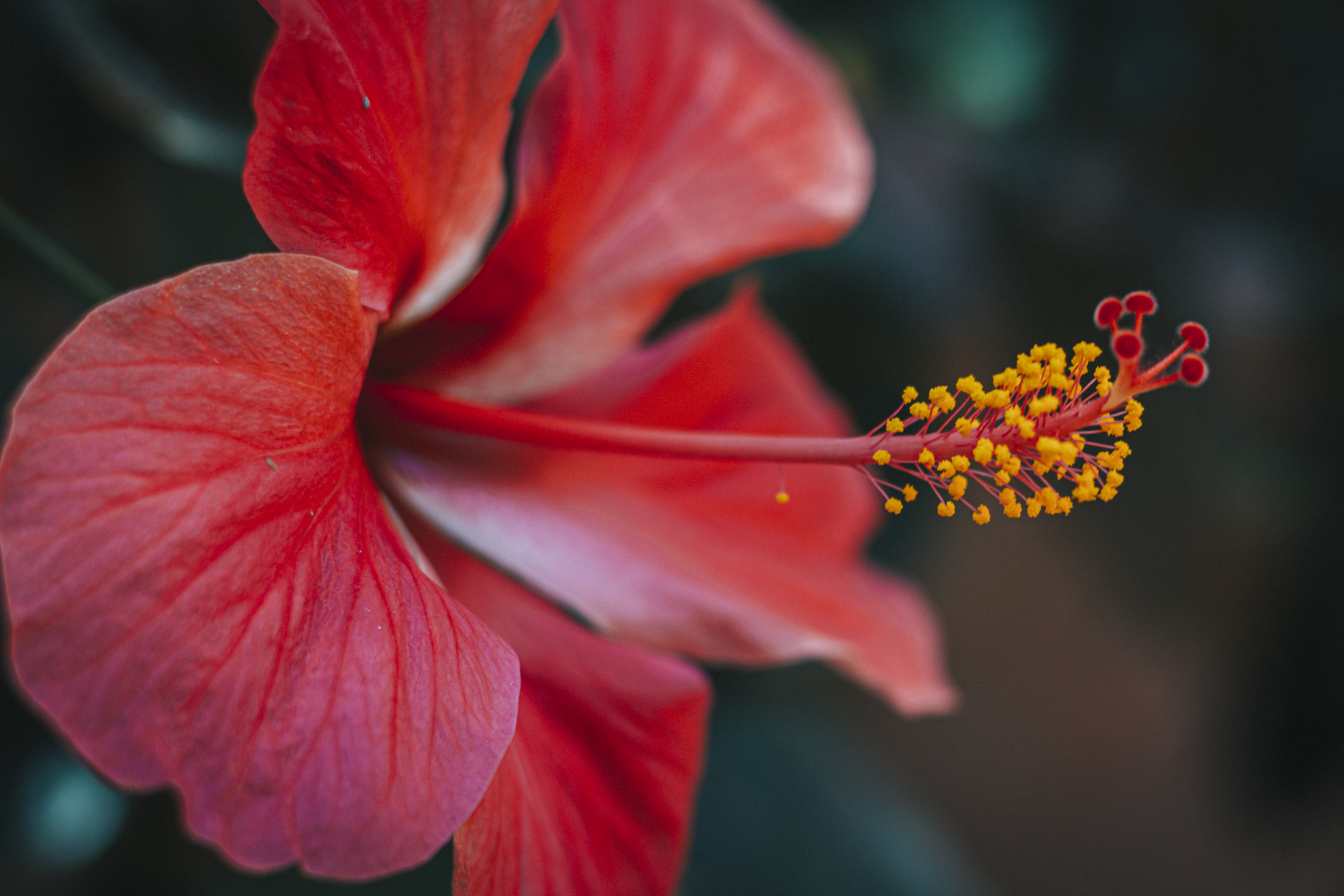 Red Hibiscus in Bloom · Free