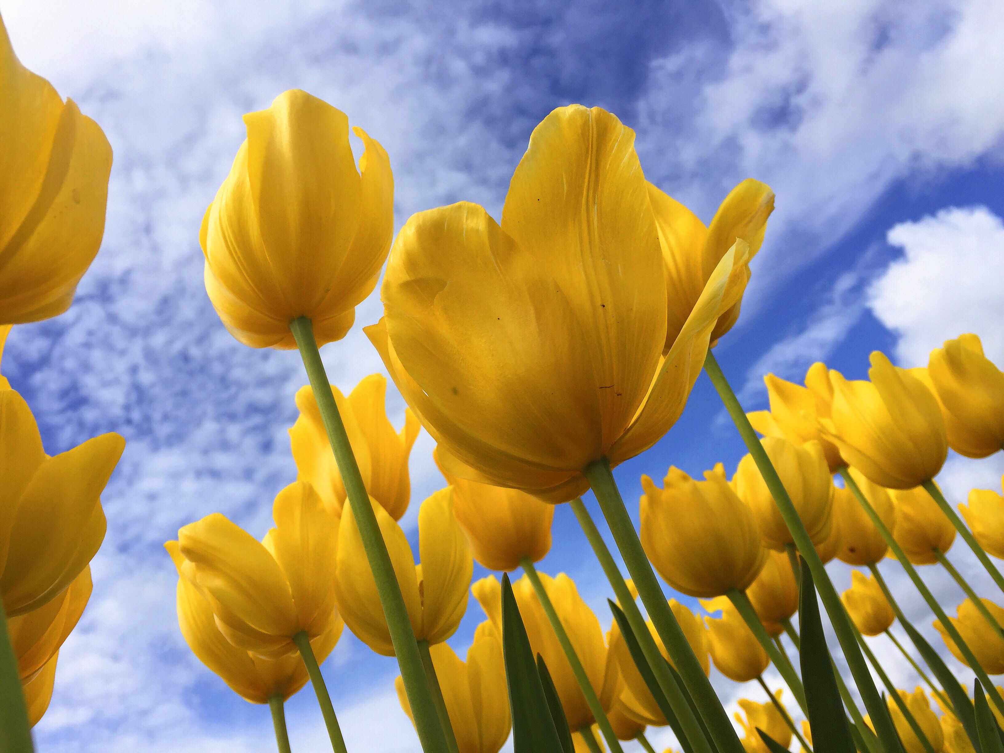 yellow spring flower backgrounds