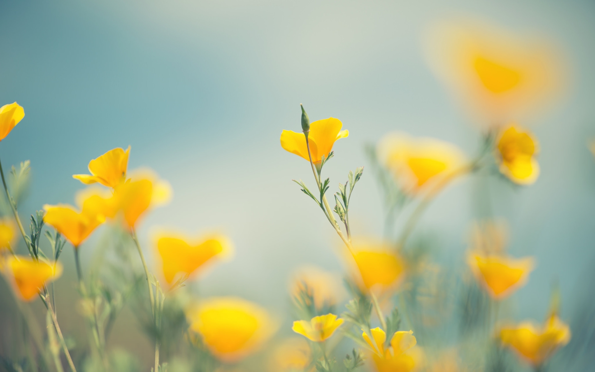 Little Yellow Flowers HD Wallpaper