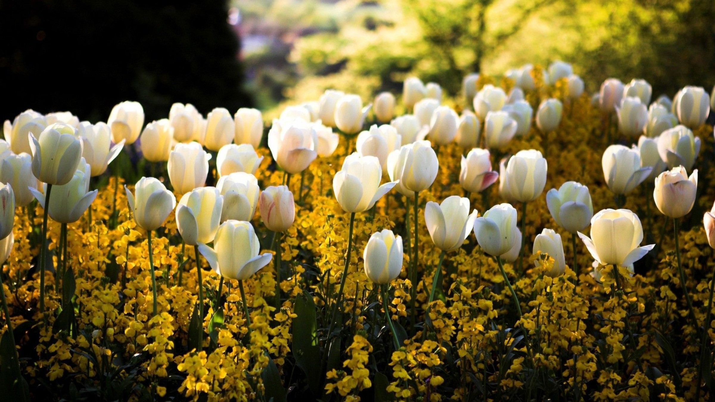White Tulips & Yellow Flowers Picture, Photo, and Image for Facebook, Tumblr, , and Twitter