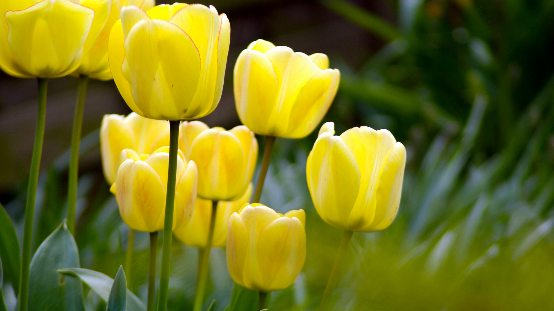 Spring Yellow Flowers, High Definition, High Quality, Widescreen