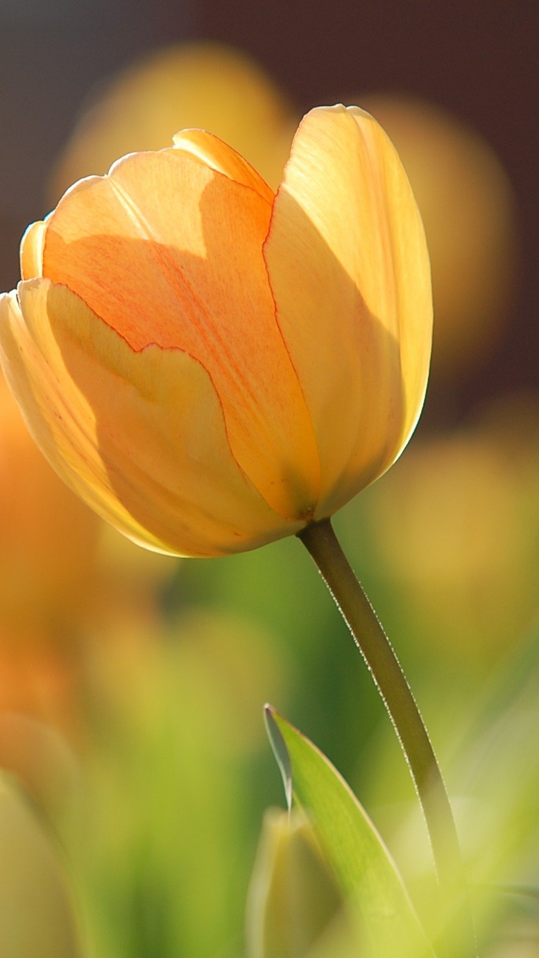 Wallpaper flowers, tulips, yellow, spring, HD, Nature