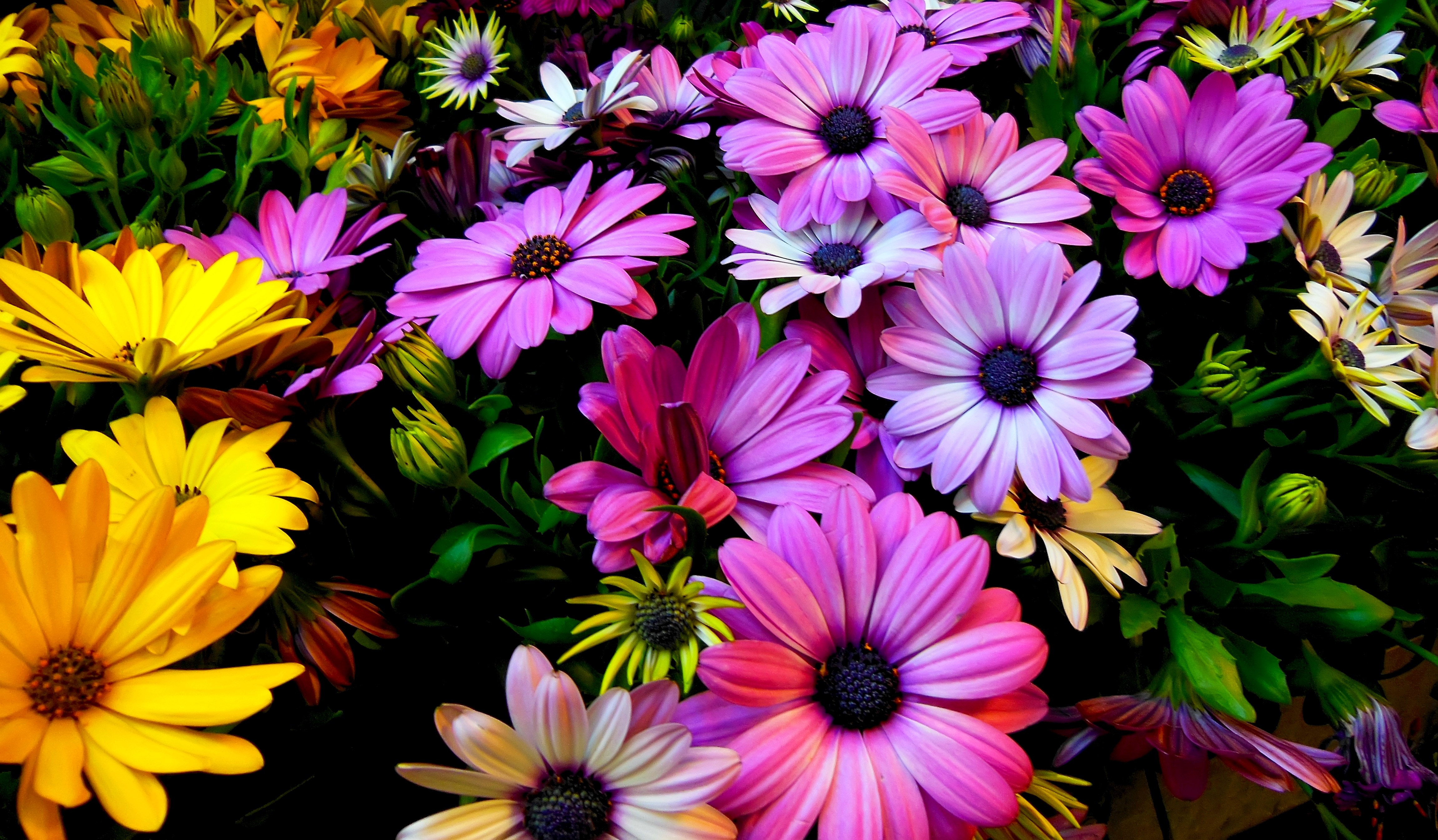 Spring flowers, Purple, Yellow, 4K, Daisy flowers Gallery HD Wallpaper