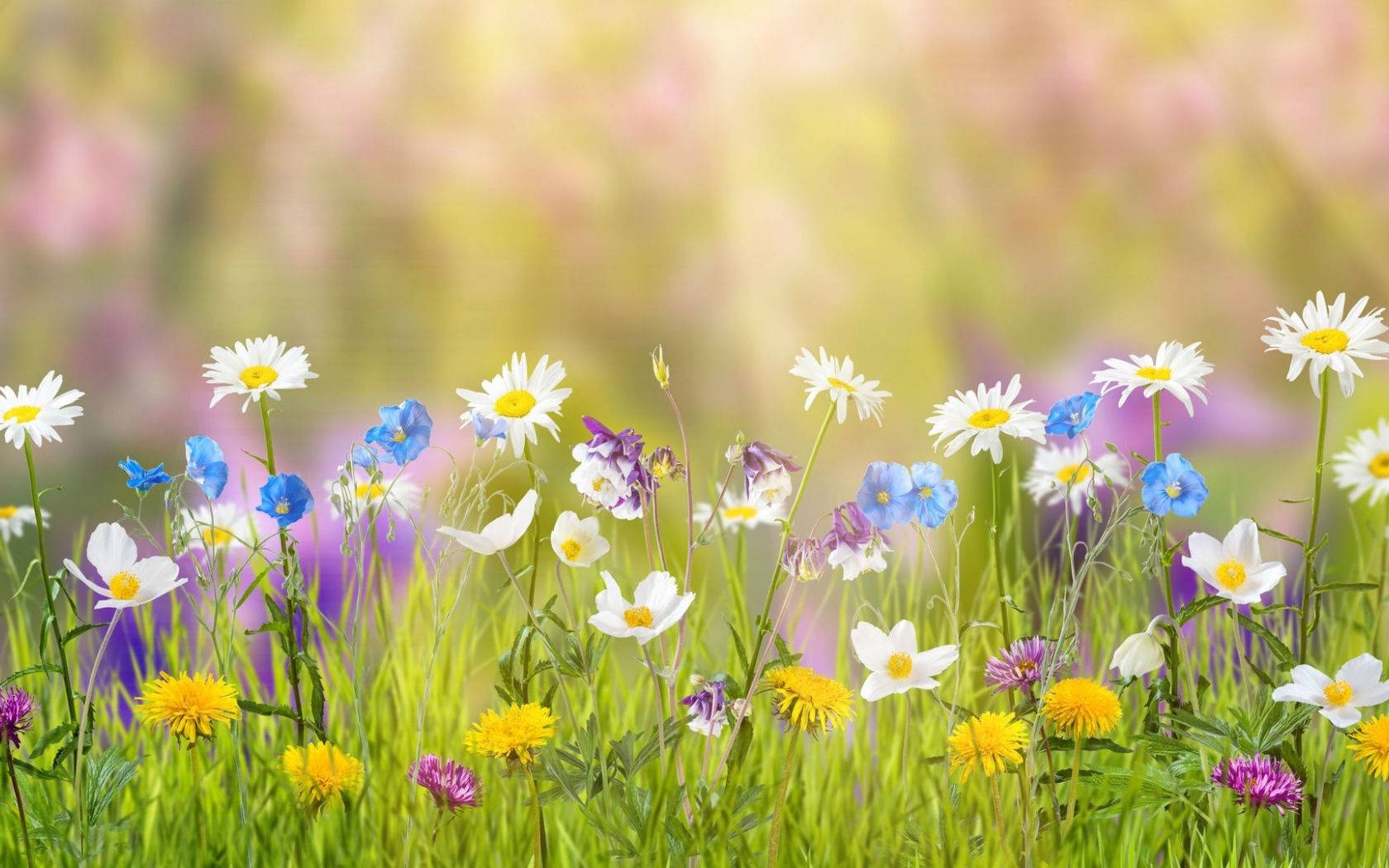 Download Spring Aesthetic Tiny Flowers Wallpaper