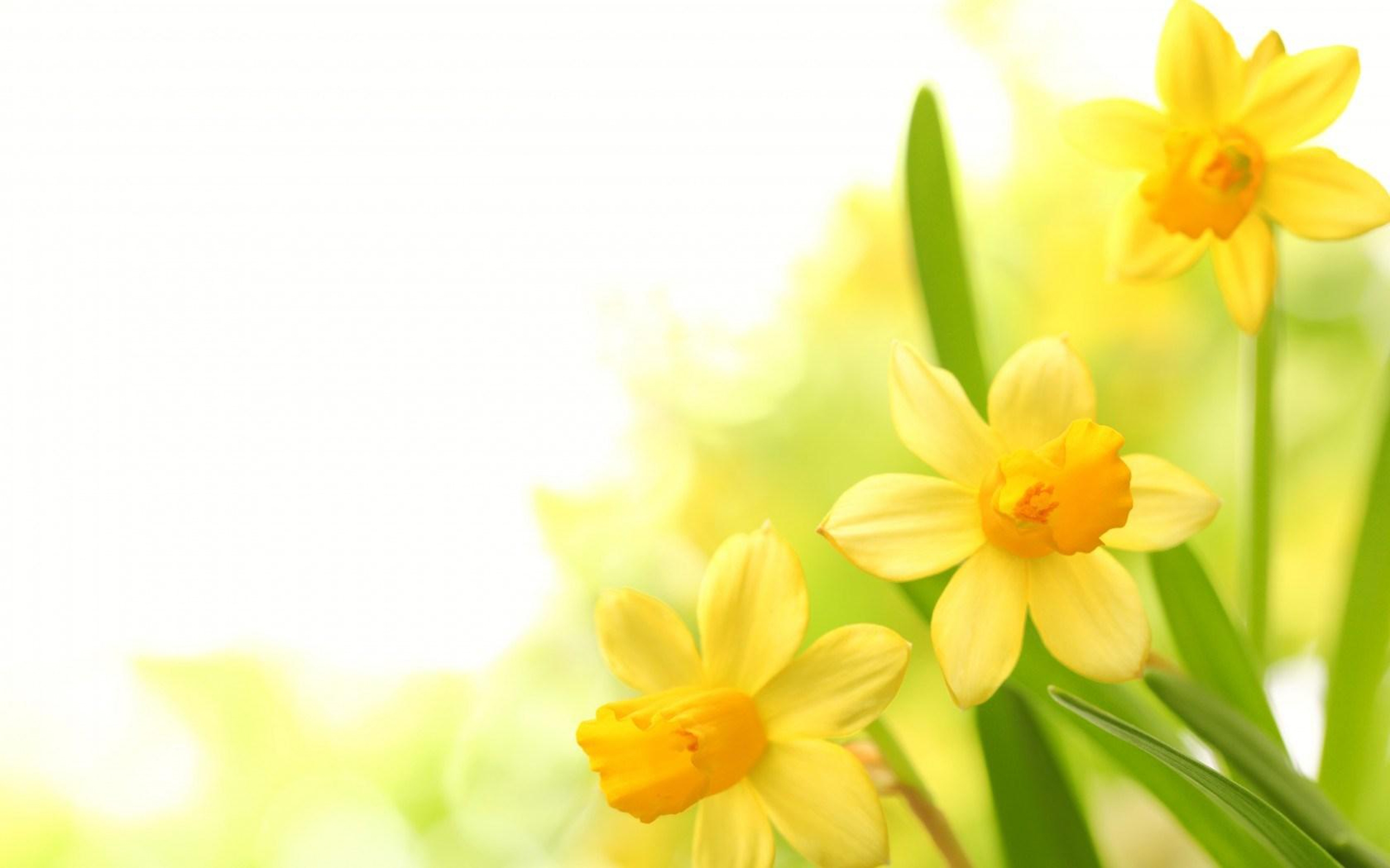 Plants Narcissus Yellow Flower, Wallpaper13.com