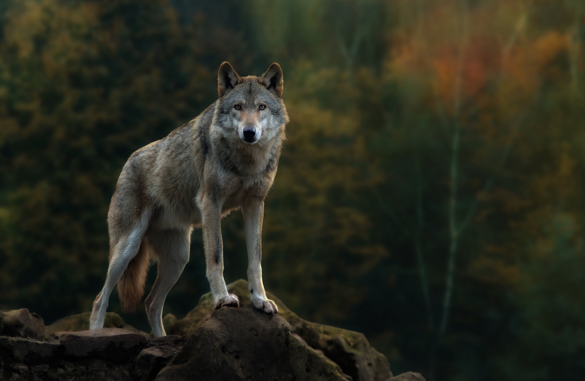 animals, Nature, Wolf Wallpaper HD / Desktop and Mobile Background