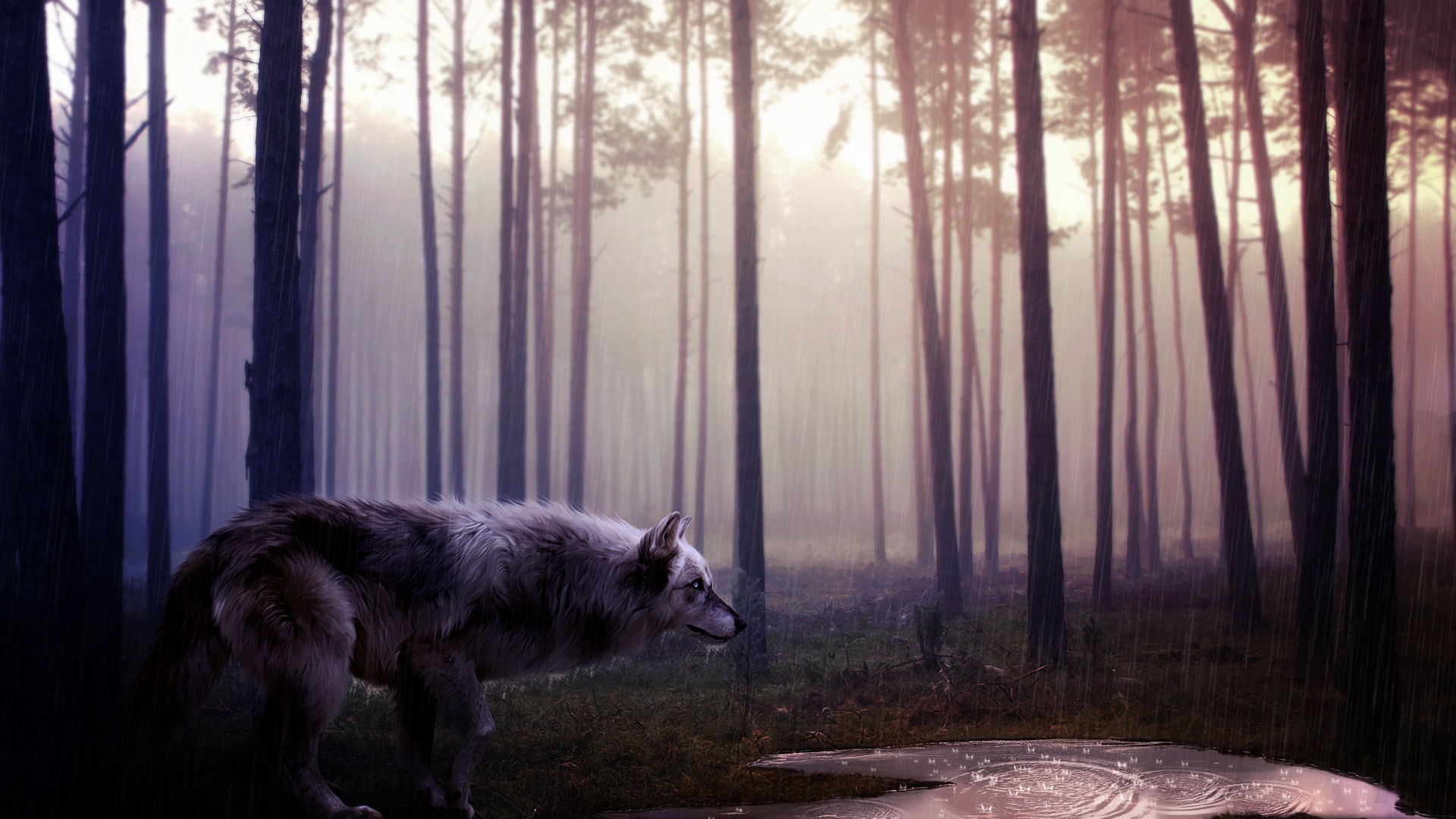 Wolf HD Wallpaper