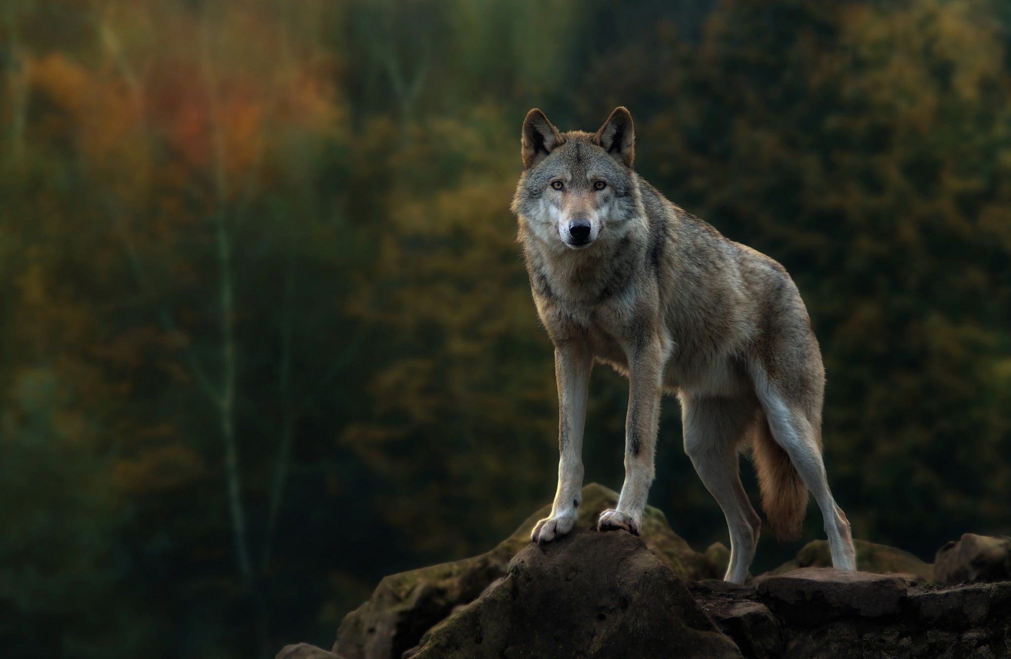 Gray wolf, white and gray coated wolf #forest #Autumn #scale #predator #wolf #gray #look P #wallpaper #hdwallpape. Wolf wallpaper, Grey wolf, Wolf background