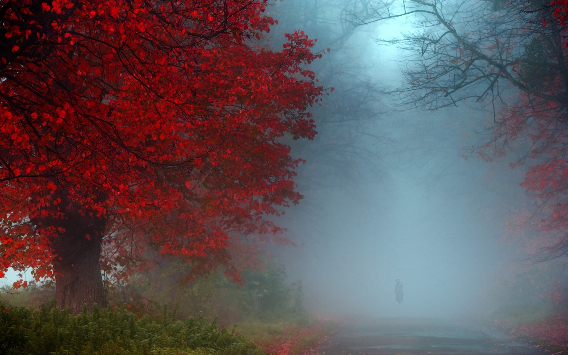 nature, Landscape, Mist, Fall, Red, Blue, Green, Shrubs, Morning, Road, UK Wallpaper HD / Desktop and Mobile Background