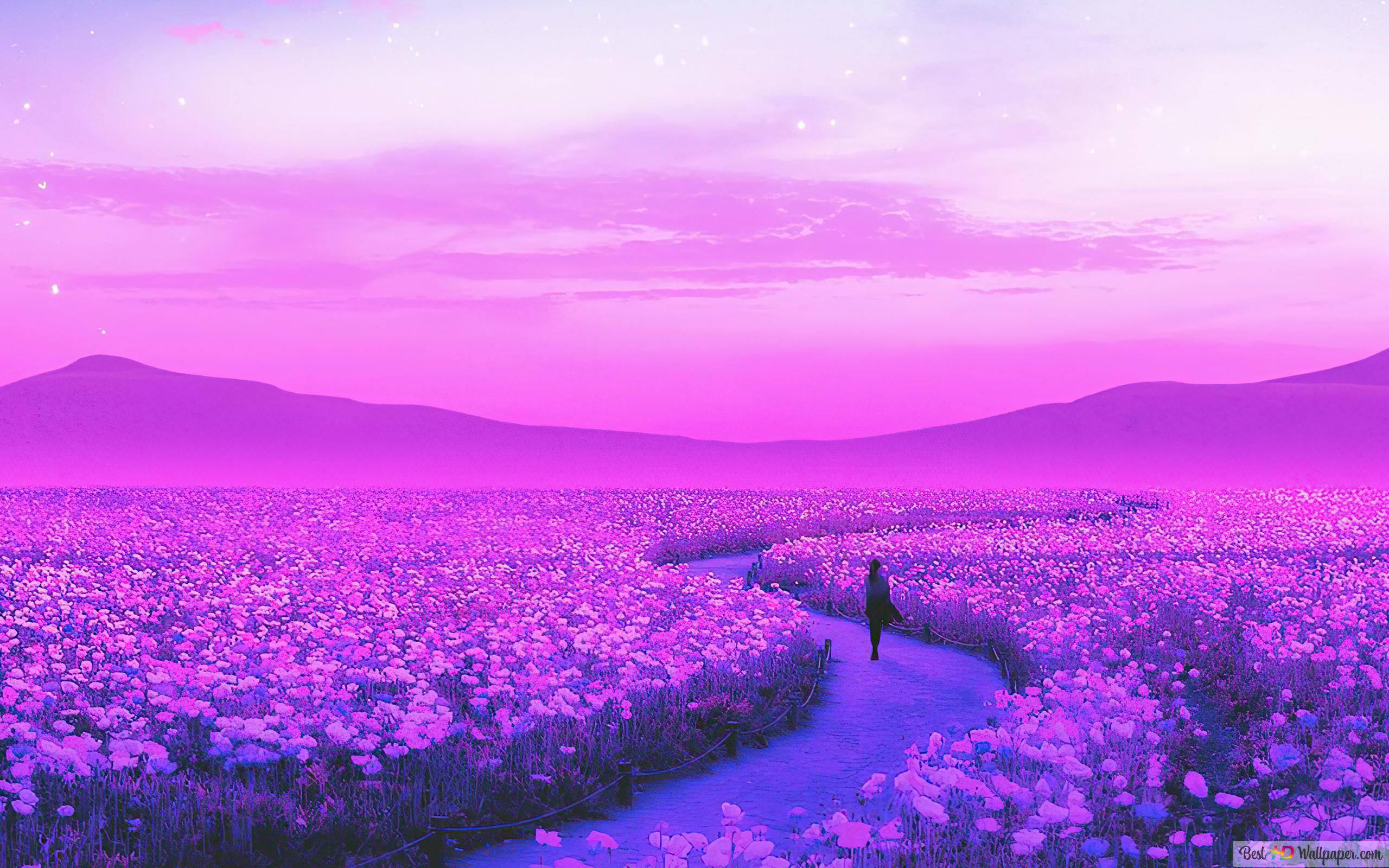 Flower Field Lavender 4K wallpaper download