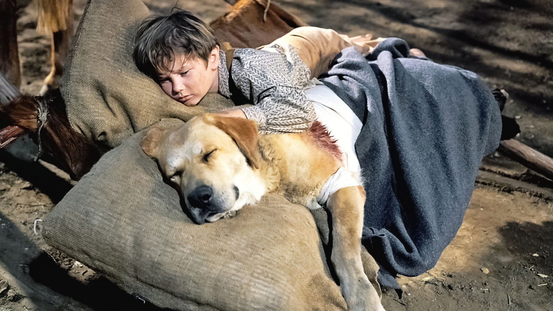 Old Yeller Wallpapers - Wallpaper Cave