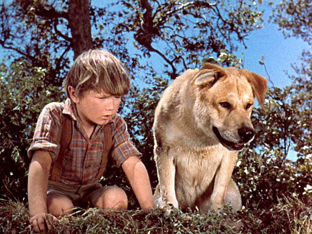 Old Yeller Wallpapers Wallpaper Cave