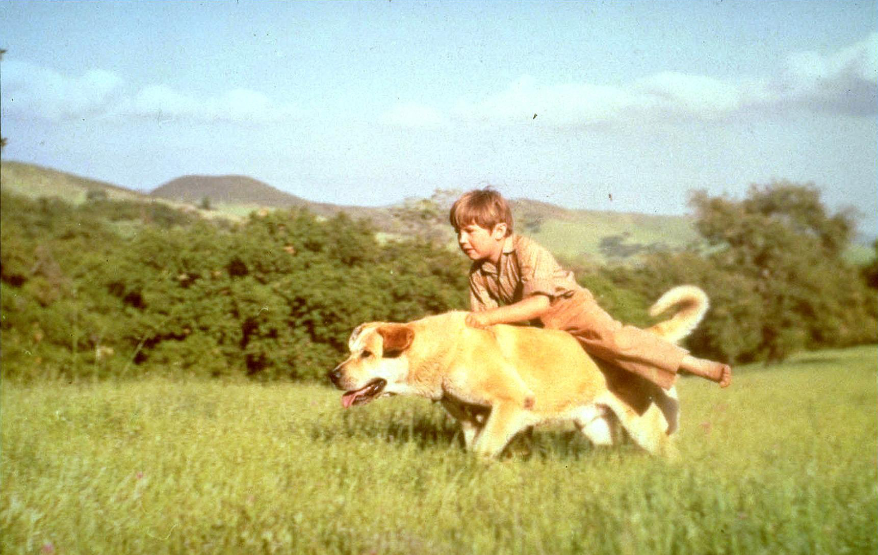 Old Yeller Wallpapers - Wallpaper Cave