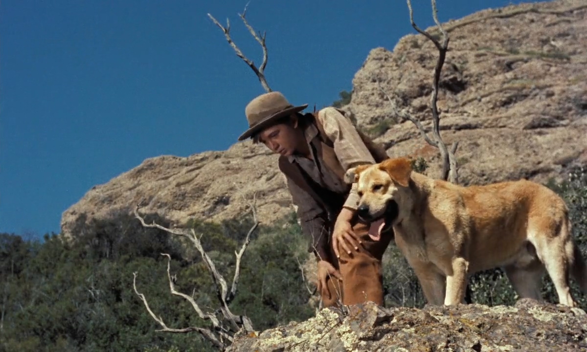 Old Yeller Wallpapers - Wallpaper Cave