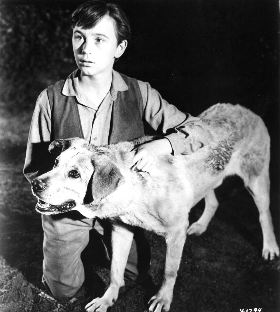 Old Yeller Wallpapers - Wallpaper Cave