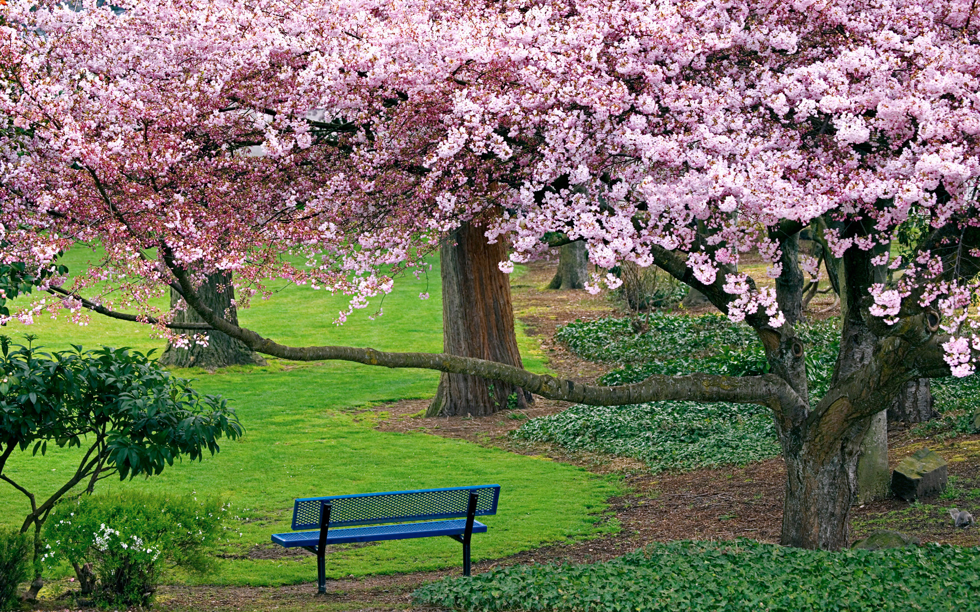 nature, Landscapes, Trees, Flowers, Blossoms, Park, Garden, Grass, Spring, Seasons, Bench, Plants, Color, Sunlight Wallpaper HD / Desktop and Mobile Background