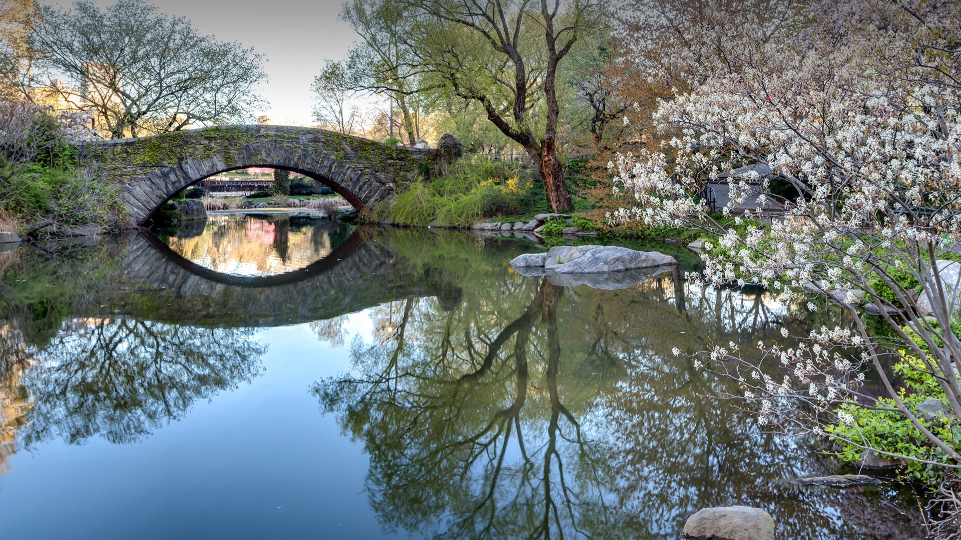 Gapstow bridge early morning in spring, New York City Central Park, USA. Windows 10 Spotlight Image