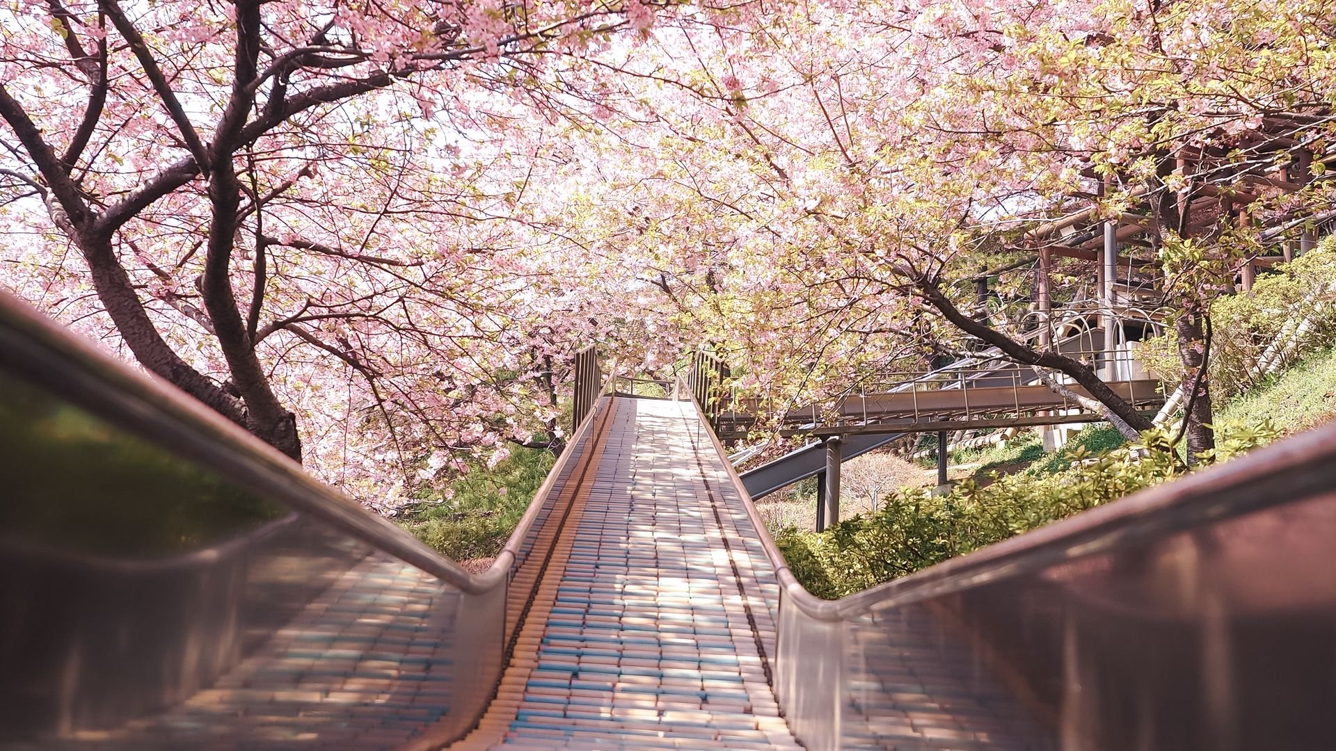 Download wallpaper 1920x1080 bridge, path, sakura, flowers, spring, japan full hd, hdtv, fhd, 1080p HD background