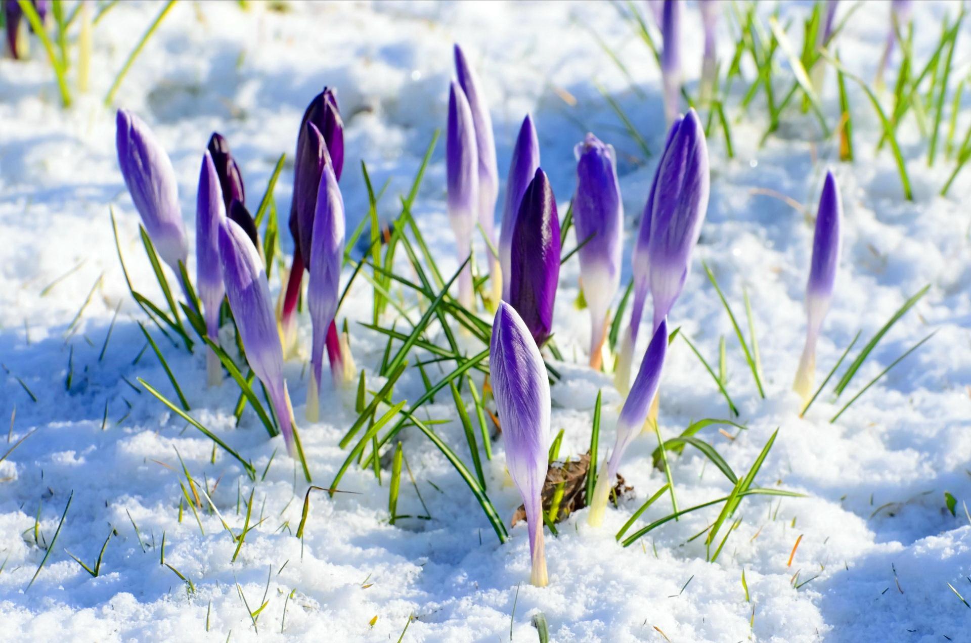 Spring Flowers in Snow Wallpaper