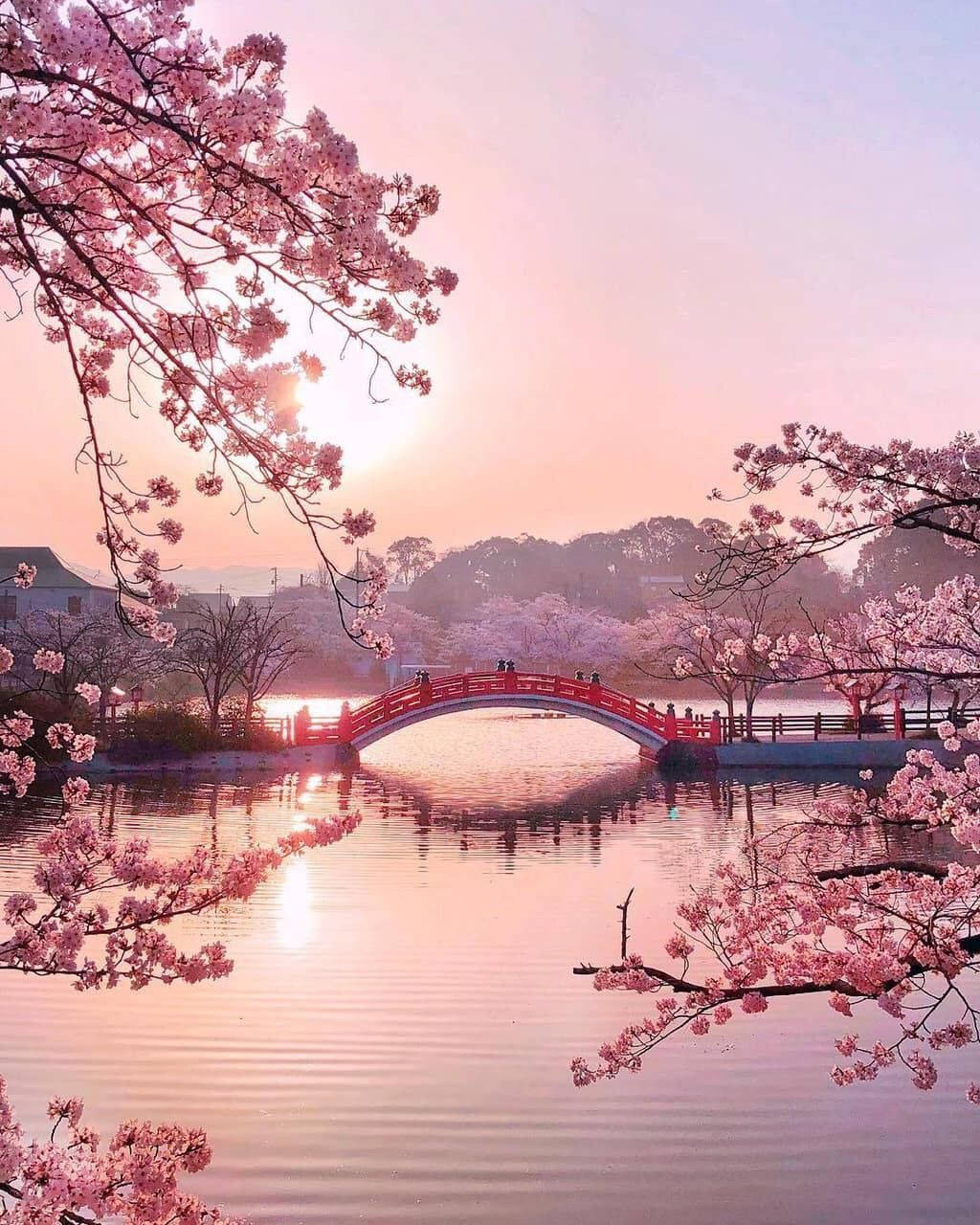 Download Cute Spring Pink Lake Bridge Wallpaper