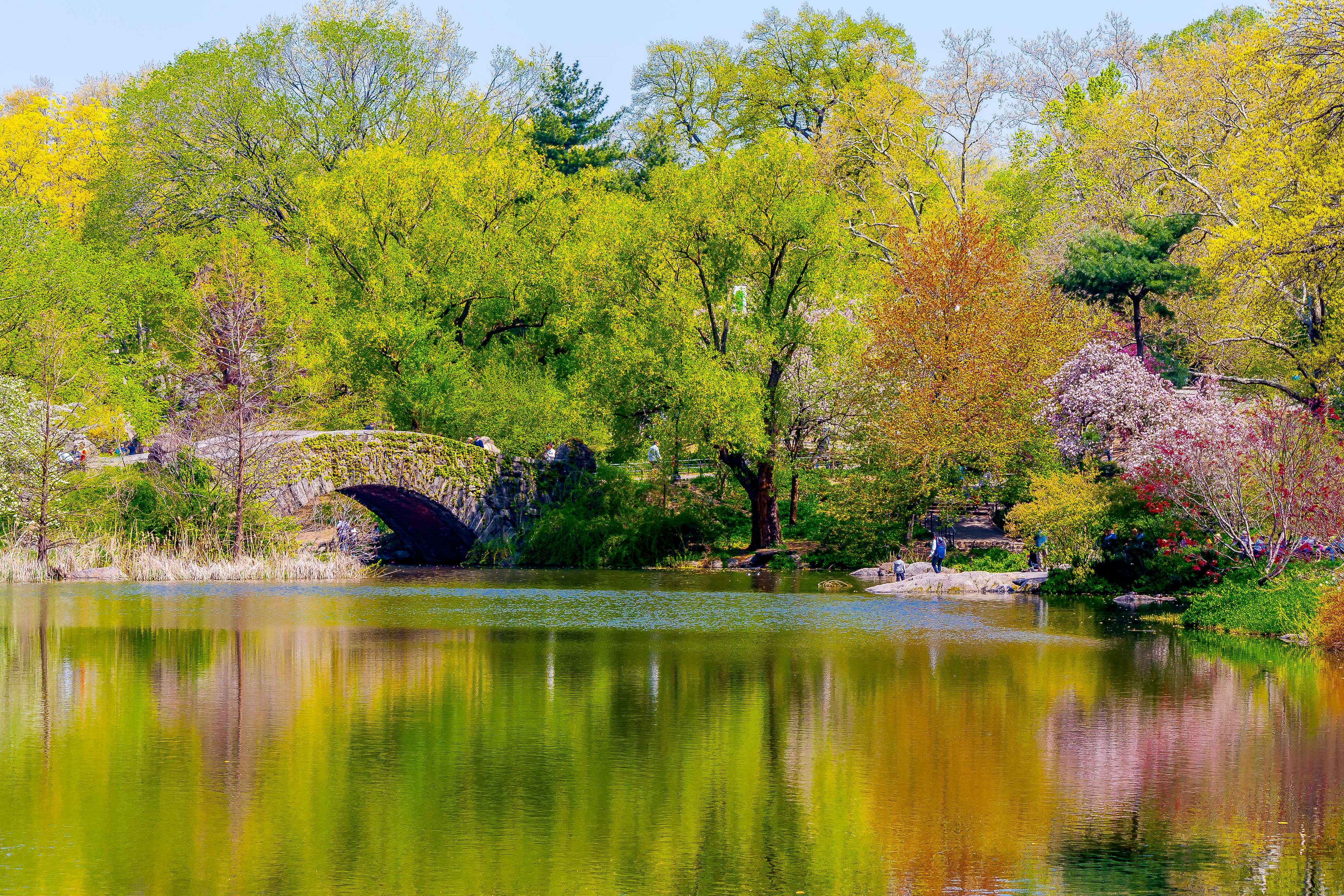 bridge, central park, gapstow bridge, nature, nyc, park, pond, spring, water 4k Gallery HD Wallpaper