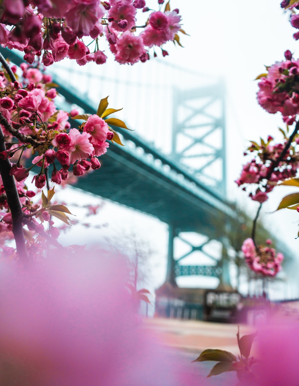 Selective Focus Photography Of Pink Petaled Flowers With A Bridge In The Background Photo