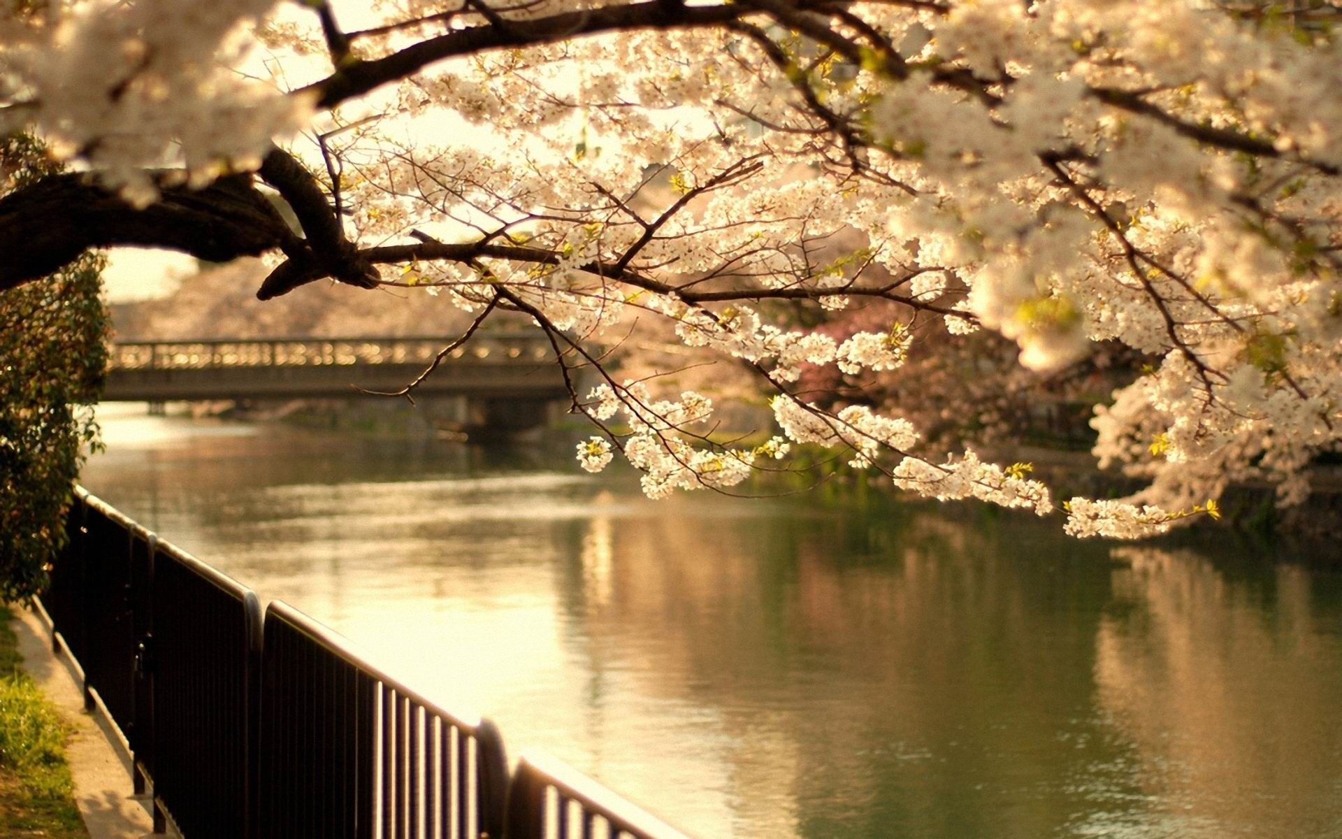 Cherry Tree Bridge Spring Flowering Photo Wallpaper
