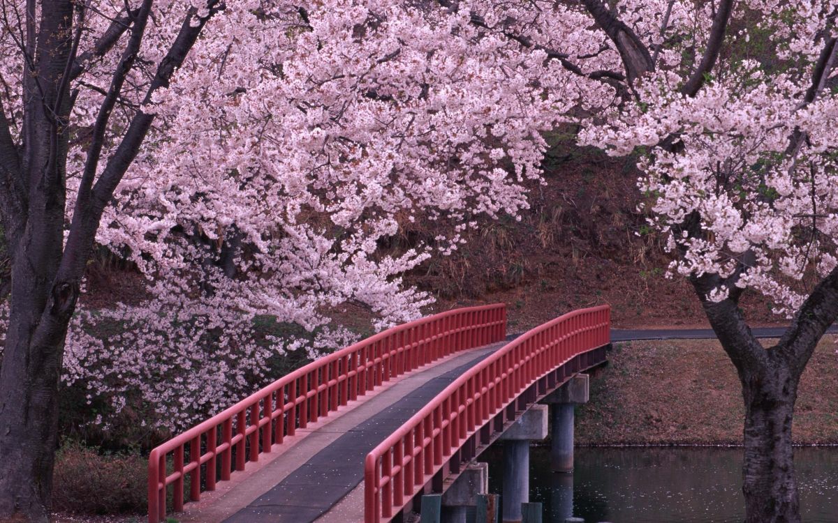 Wallpaper Red Bridge Over River Between Trees, Background Free Image