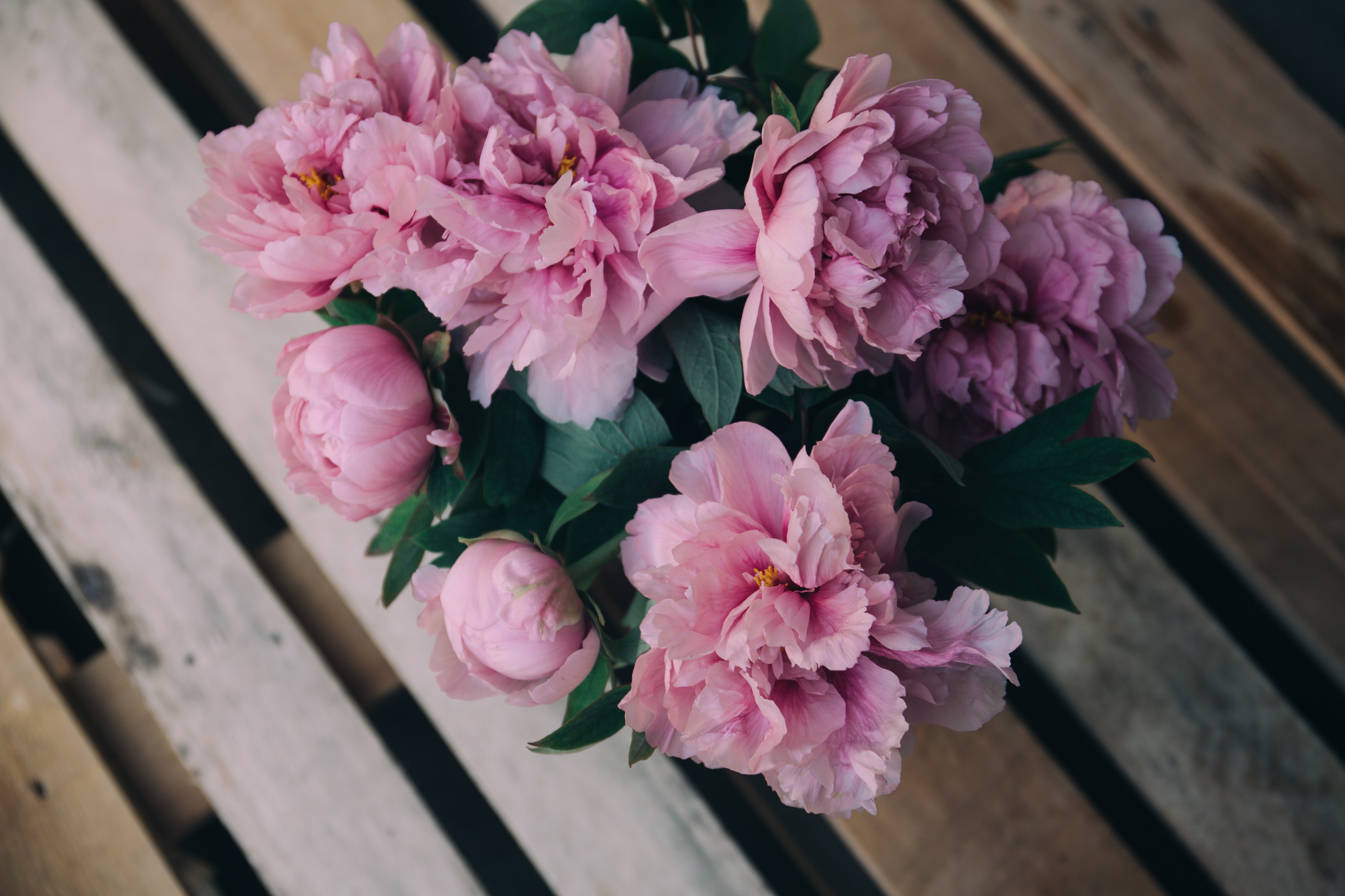 5760x3840 bench, flower, pink, peony, poenie rose, petal, decking, bouquet, floral, spring, Creative Commons image, wood, flora, plant, arrangement, blossom Gallery HD Wallpaper